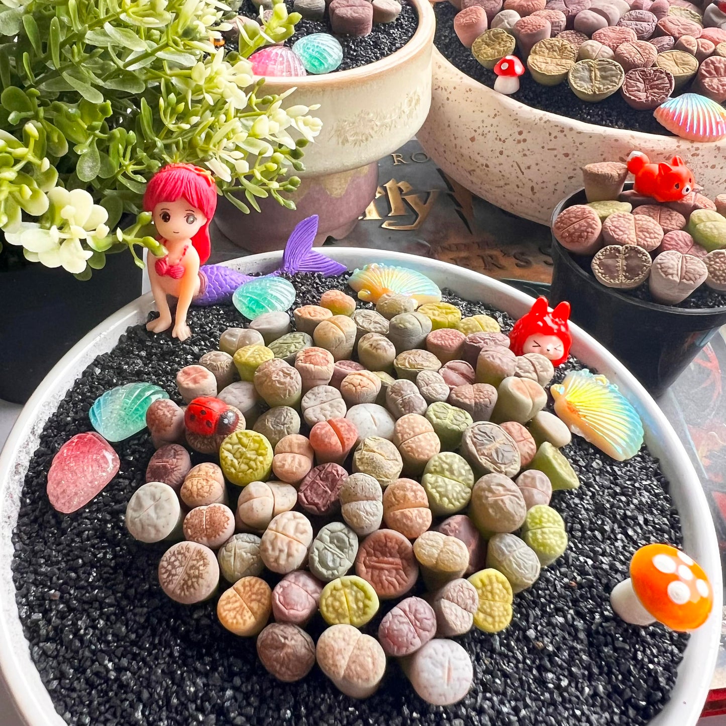 Lithops Random Mix Rare Live Succulent Plants, 30/50/100 Pcs Succulent Live Plant, Bare Root Without Pot Soil, Garden Indoor Office, Friend Plant Lovers Gifts (Normal 100pcs)