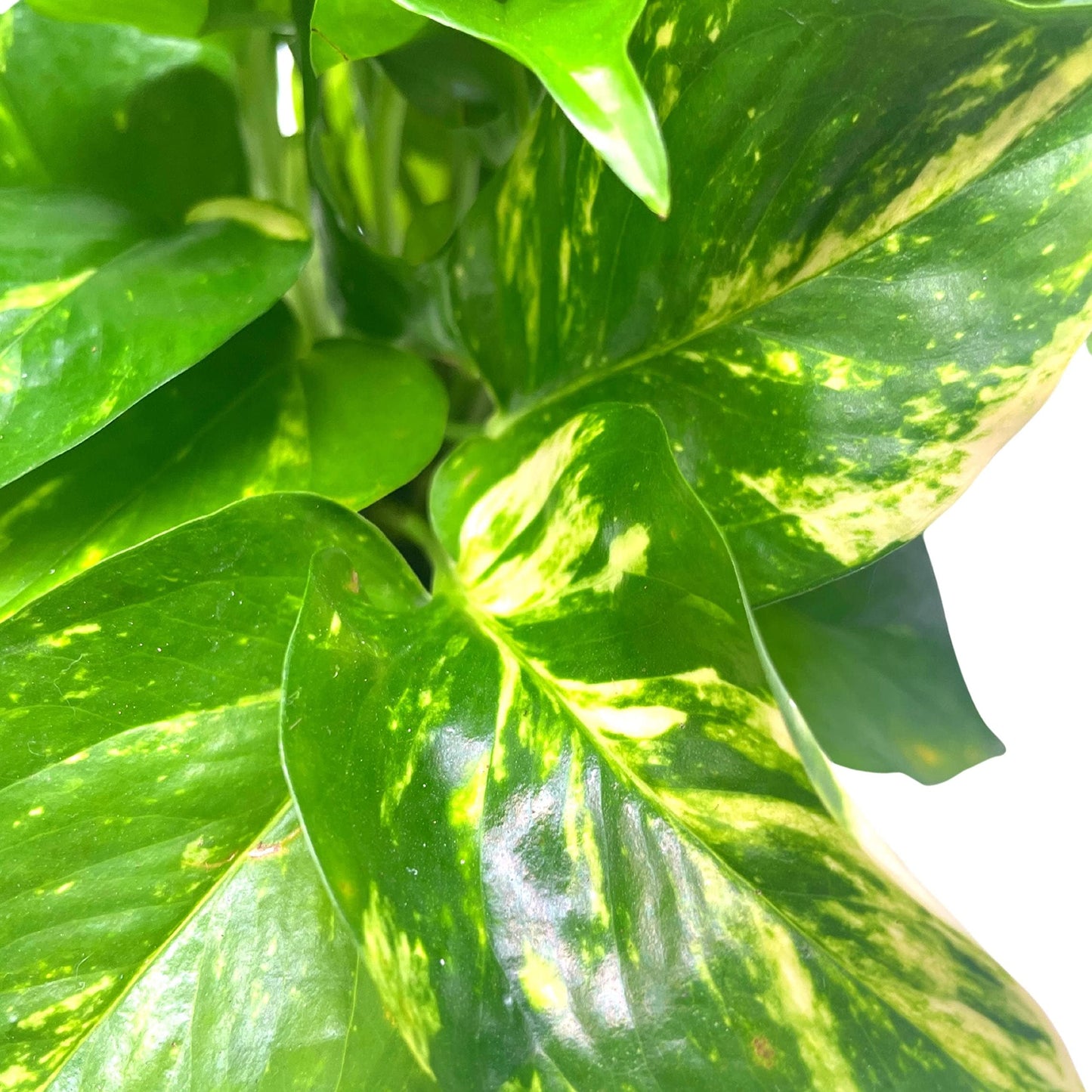 BubbleBlooms Golden Pothos, Variegated 6 inch Pothos, Epipremnum aureum, Devil's Ivy
