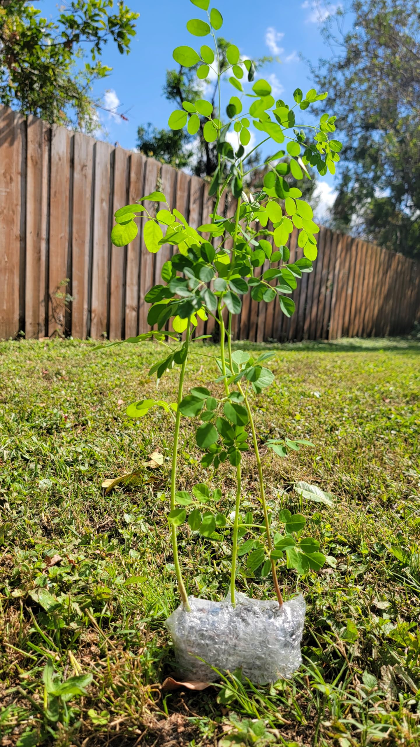 Moringa Tree Seedling Live Moringa Plant with Moringa Seeds Malunggay Sahijan Drumstick Tree Moringa Oleifera