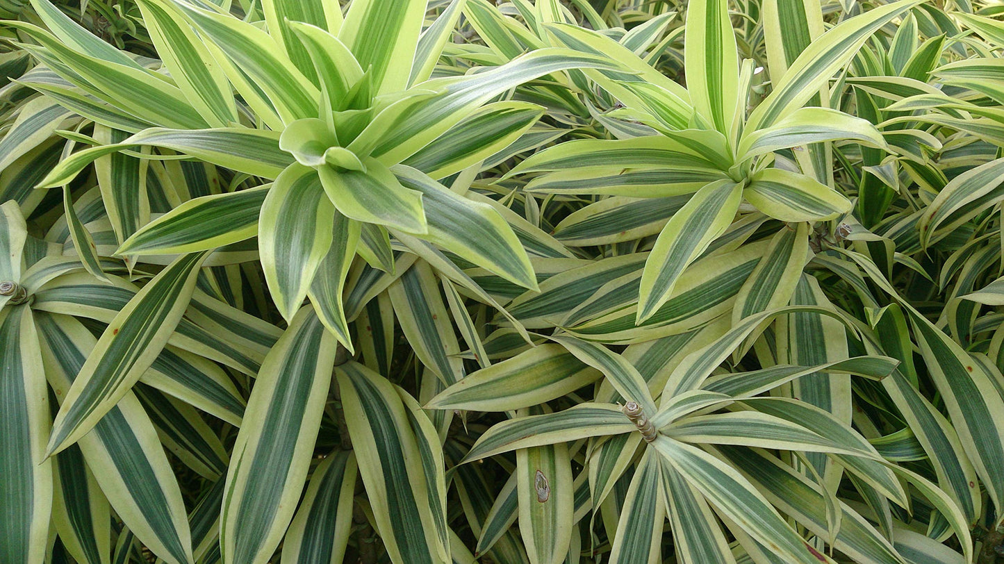 Song of India Plant - 3 Live Plants in 6 Inch Pots - Dracaena Reflexa - Beautiful Easy to Grow Air Purifying Indoor Plant