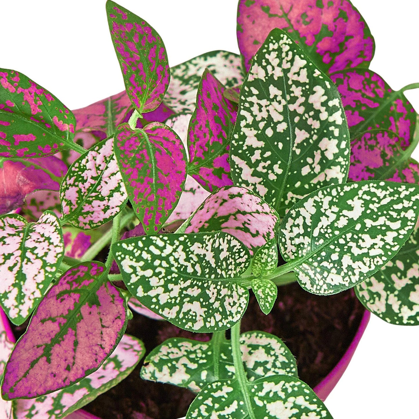 10 Pack Hypoestes 'Polka Dot' in 4in Pot - Live Tropical Houseplant - Easy to Grow | Variegated | USA Growers | The Snobby Leaf