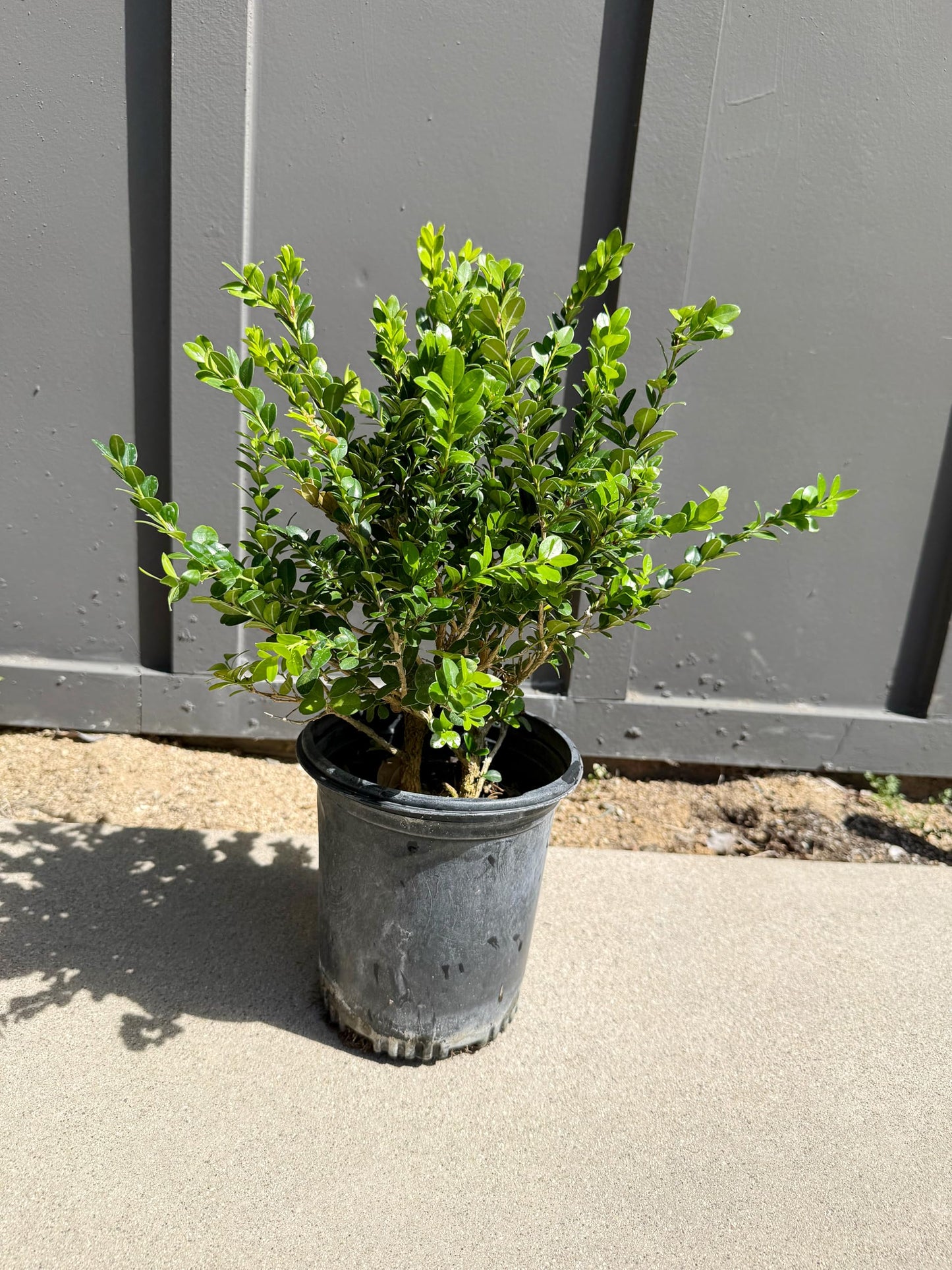 My Shelfie – Green Beauty Boxwood (Buxus microphylla ‘Green Beauty’), 1-Gallon Live Evergreen Shrub for Hedges, Borders, Topiary, and Outdoor Landscape Décor (1)