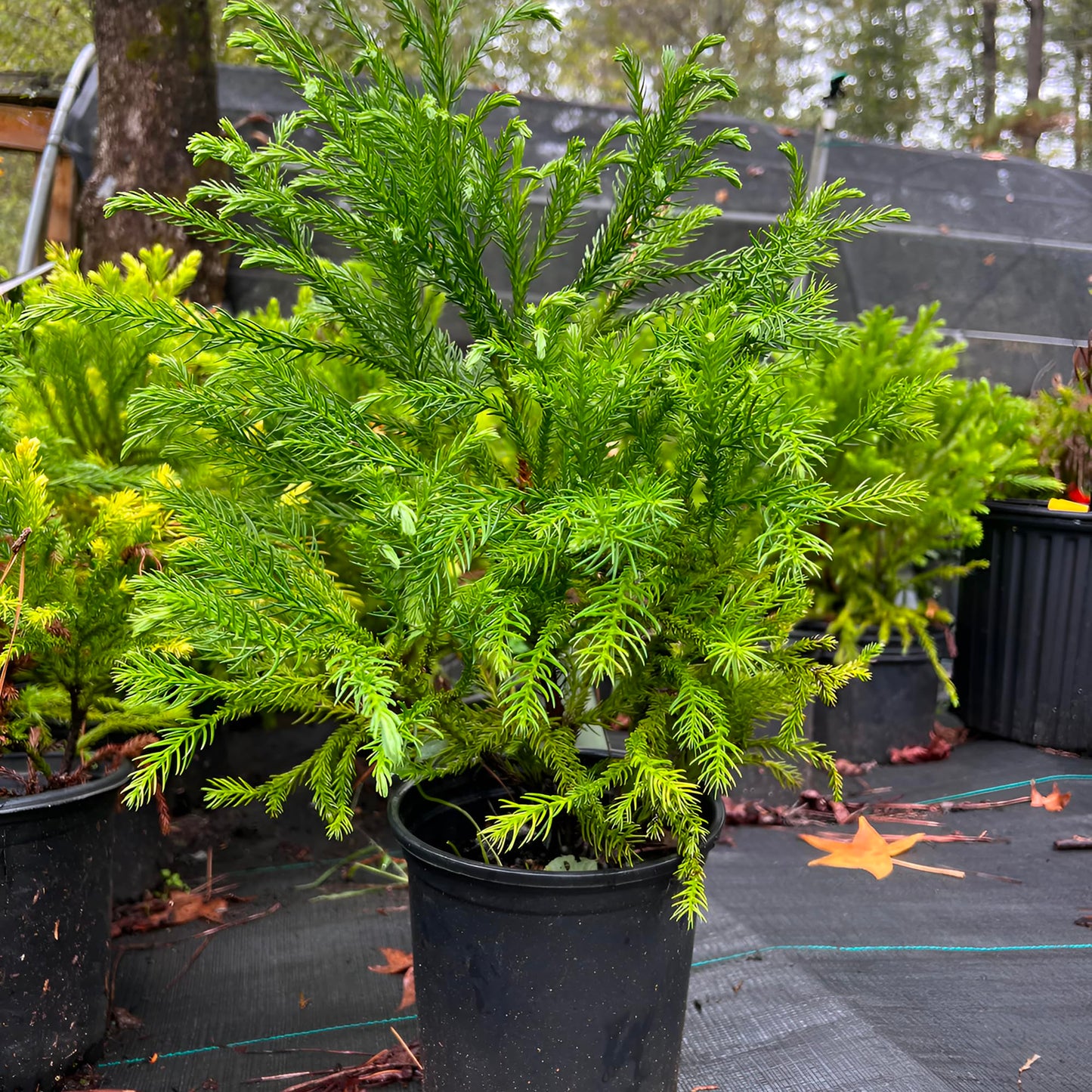 Cryptomeria Globosa Nana – Dwarf Evergreen Shrub, Compact Globe-Shaped Foliage, Hardy Live Plant for Garden & Landscape (3 Gallon/Potted/Set of 2 Plants)