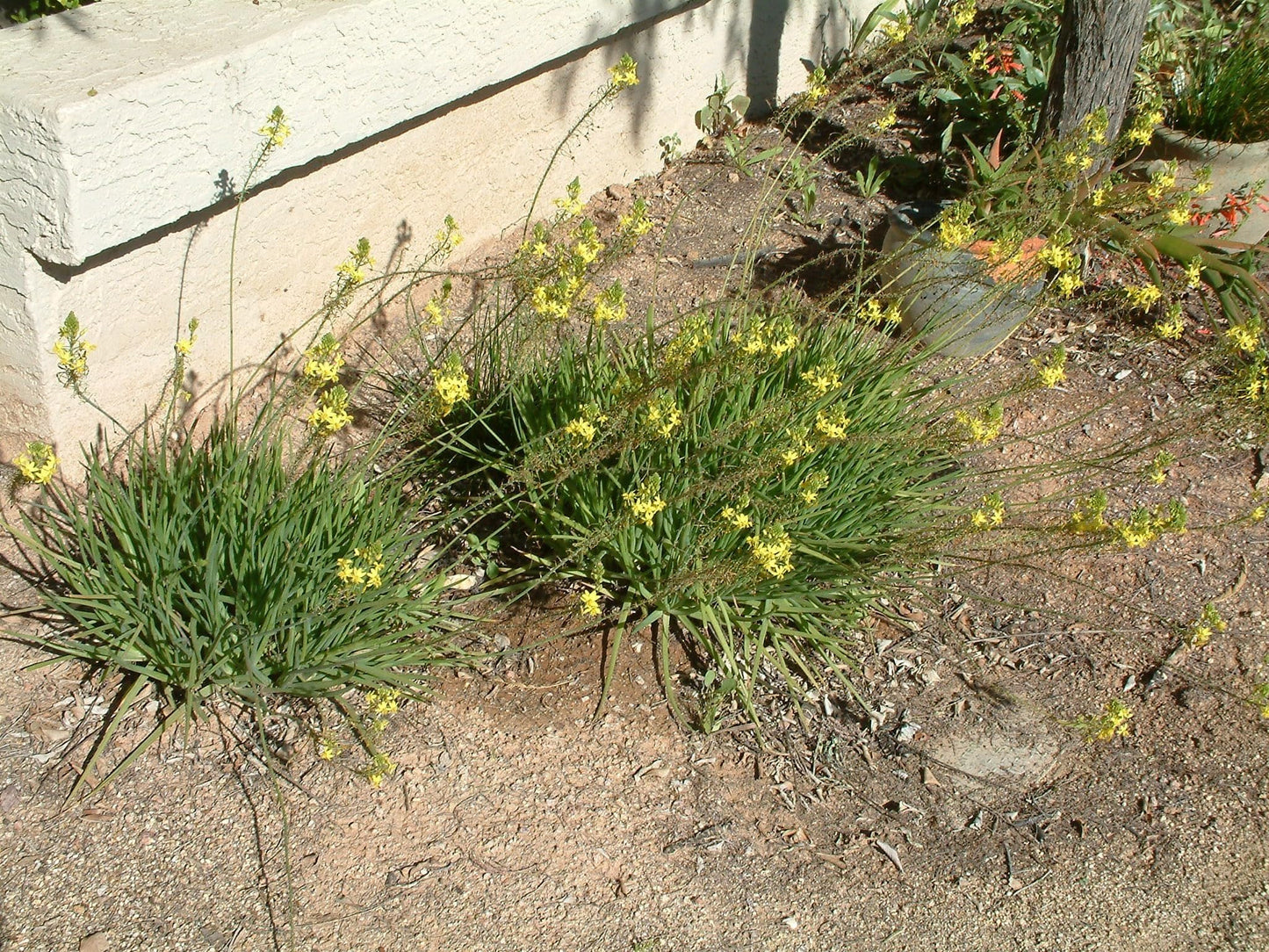Bulbine Yellow | 1 Live Gallon Size Plant | Bright Yellow Flowering Succulent, Live Plant, Perfect for Sunny Gardens, Drought-Tolerant Landscape Addition