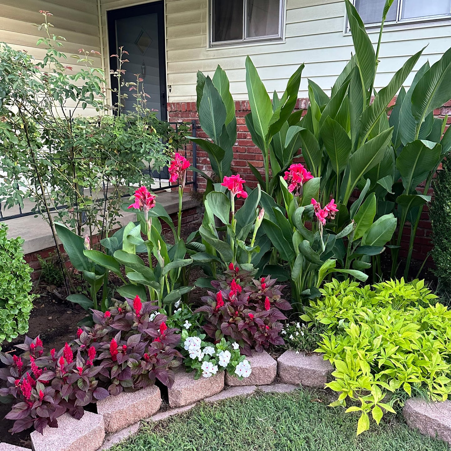 Pink Magic Canna Lily Bulb – Deep Rose Pink Blooms, Full Ruffled Flowers, Tropical Garden Perennial, Zones 3–9, 3–4 Ft Tall, Summer Rhizome, 1 Bulb
