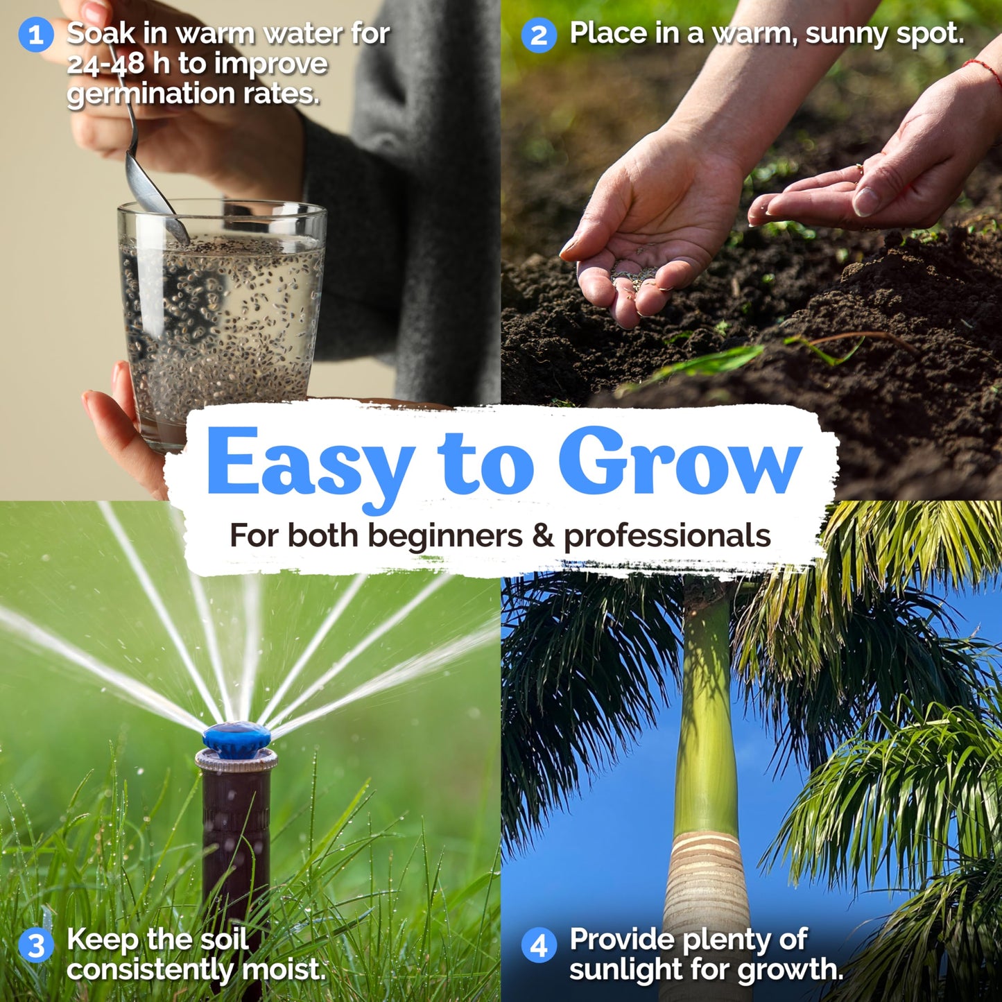 KVITER 20 Cuban Royal Palm Tree Seeds for Planting (Roystonea Regia), Palma Real Cubana – Rare Exotic, Fast-Growing, Majestic Palm Seeds – Perfect for Backyards, Tropical & Subtropical Gardens