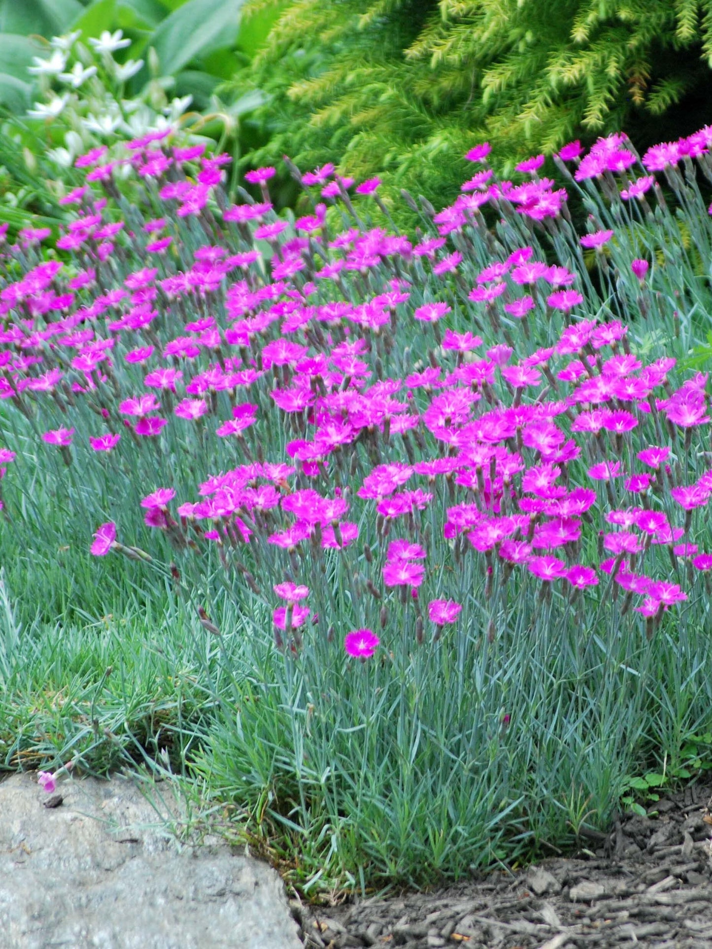 Perennial Farm Marketplace (Garden Pinks) Perennial, Size-#1 Container Dianthus g. 'Firewitch', Magenta Flowers