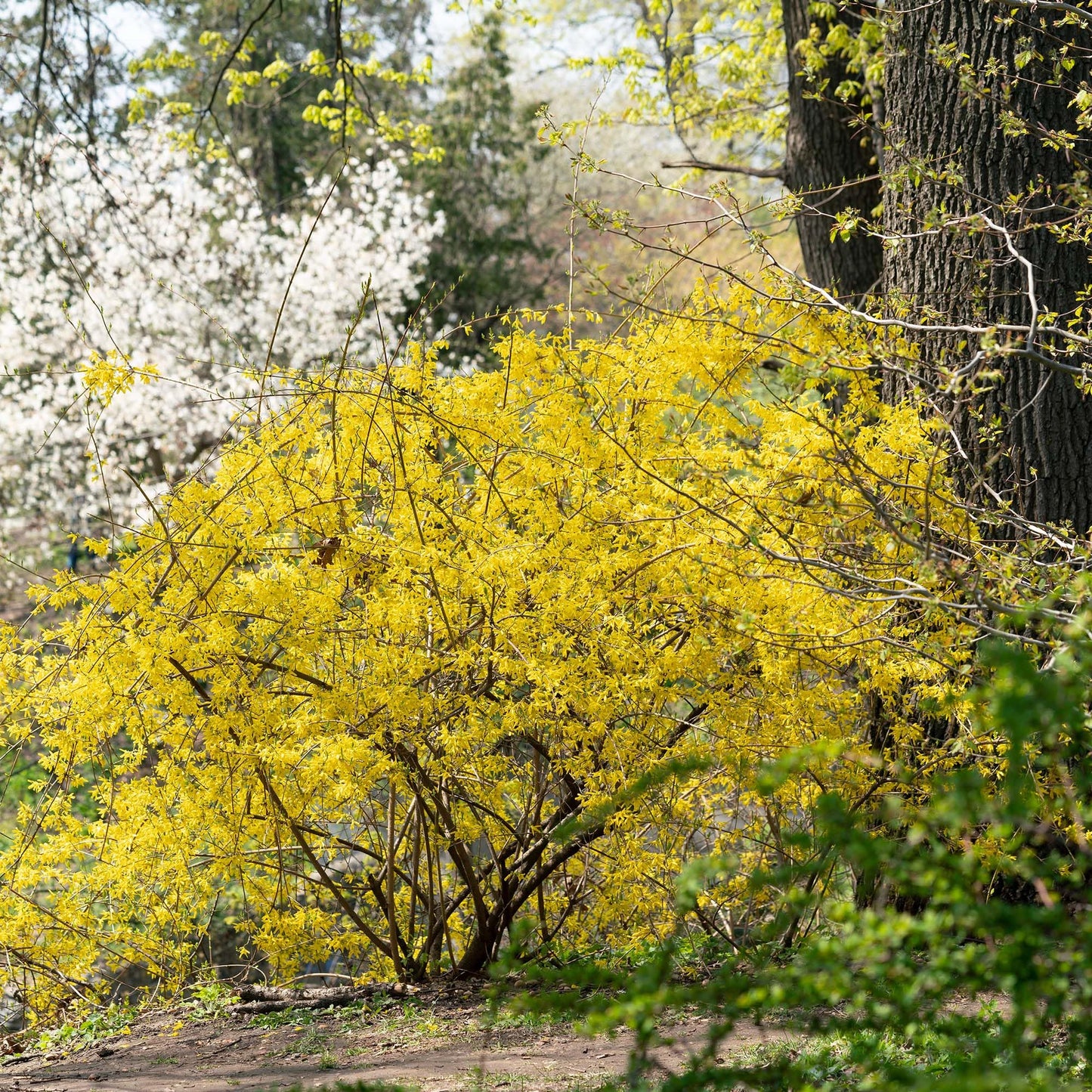 PERFECT PLANTS Lynwood Gold Forsythia Shrub 1 Gallon | Live Shrubs for Outdoor Planting | Fast Growing & Provides Privacy | Gorgeous Yellow Flower in Spring