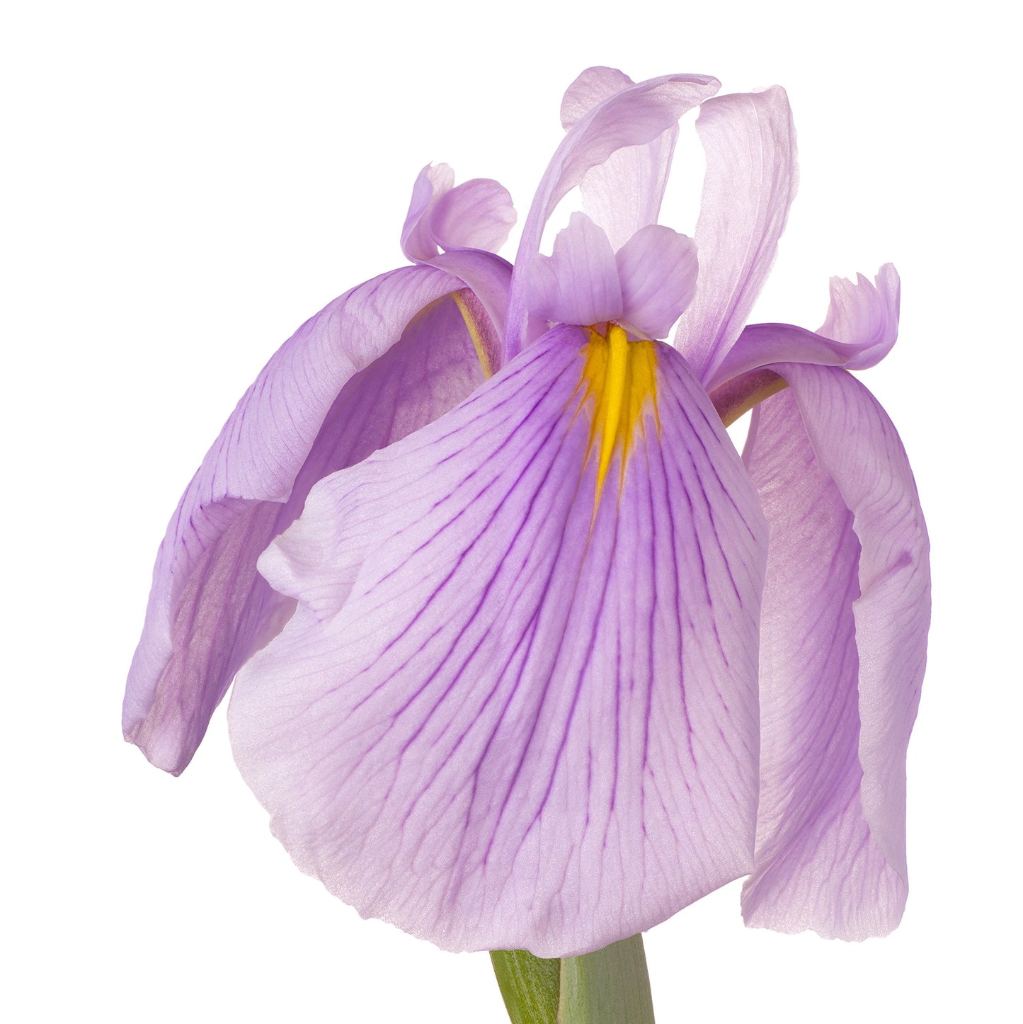 Easy to Grow Japanese Iris Pink Lady 1 Root Division - Soft Pink & White Flowers Bloom Spring to Summer in Partial Sun, Wet Soil Tolerant