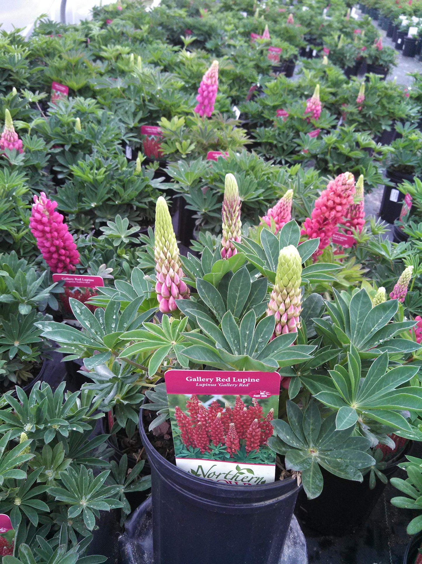 Lupinus 'Gallery Red' (Lupine) Perennial, red flowers, 1 - Size Container