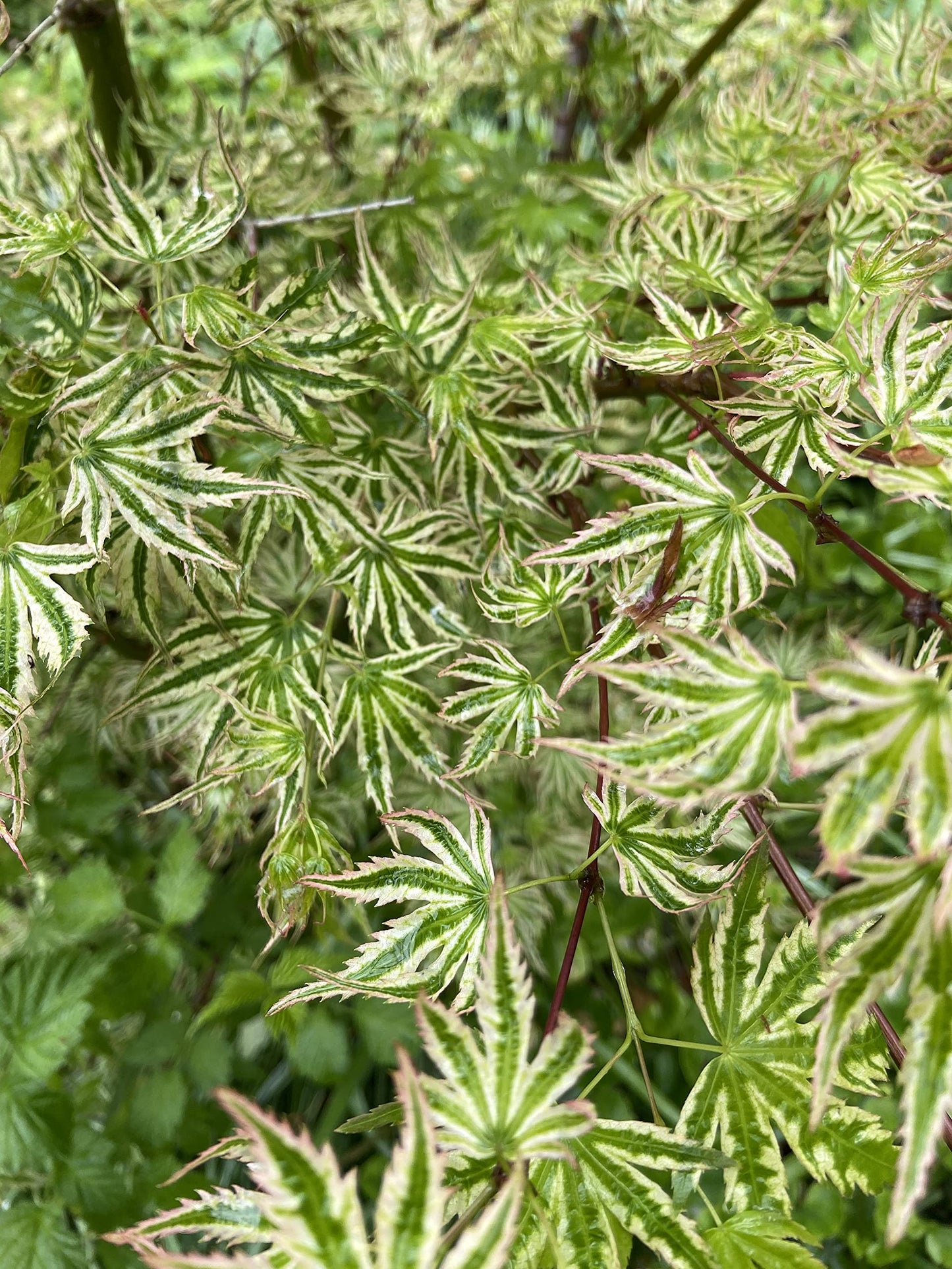 Ikandi Dwarf Variegated Japanese Maple 2 -Year Plant
