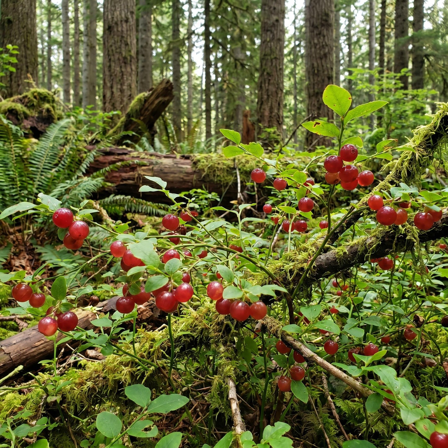 Huckleberry Plant Live, Sweet Edible Berries Tree 6-10 Inch Tall, Hardy Fruit Bushes for Outdoor Garden