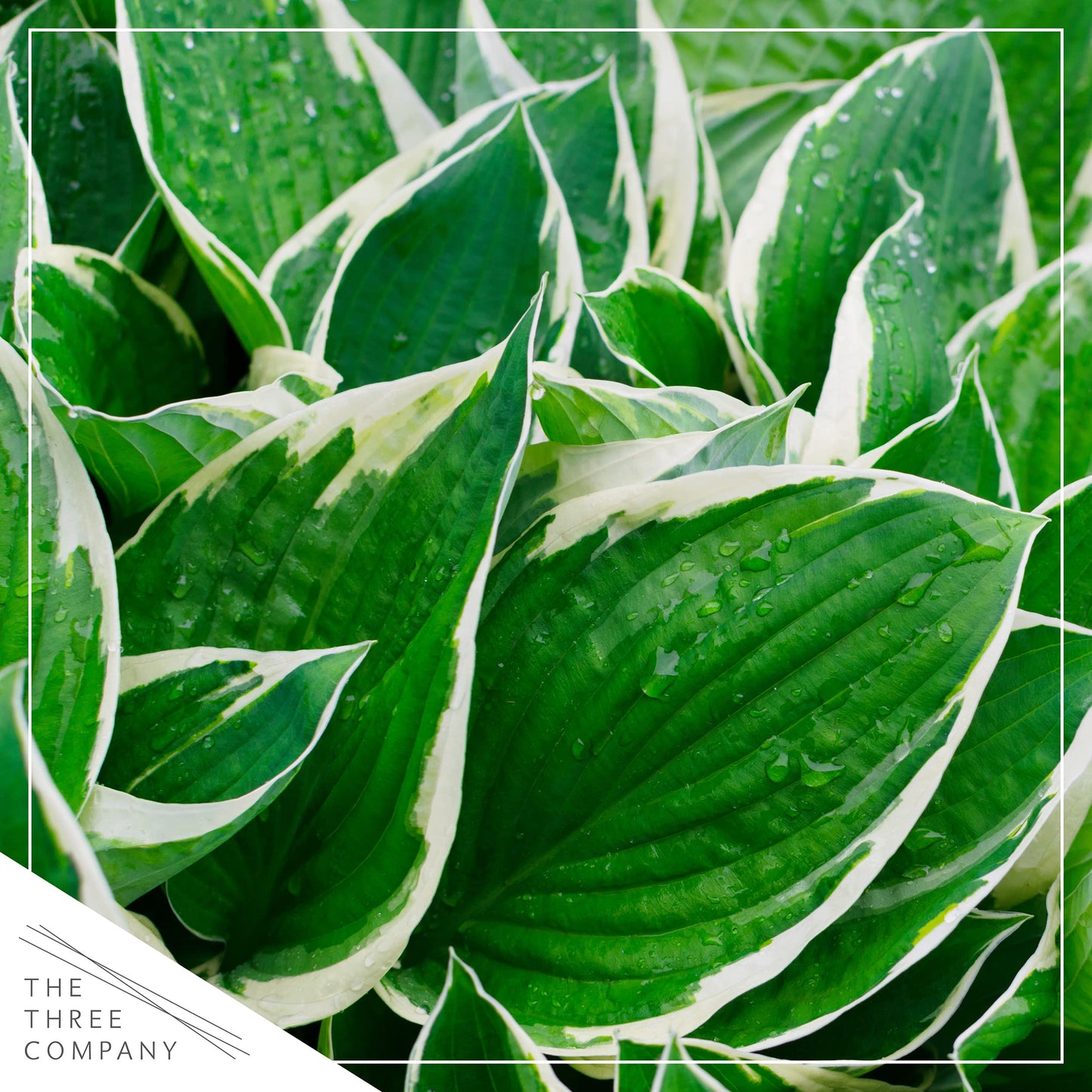 Live Hosta 'Patriot', Flowering Shade Perennial Plant, 12" Tall by 8" Wide in a 2.5 Qt Pot