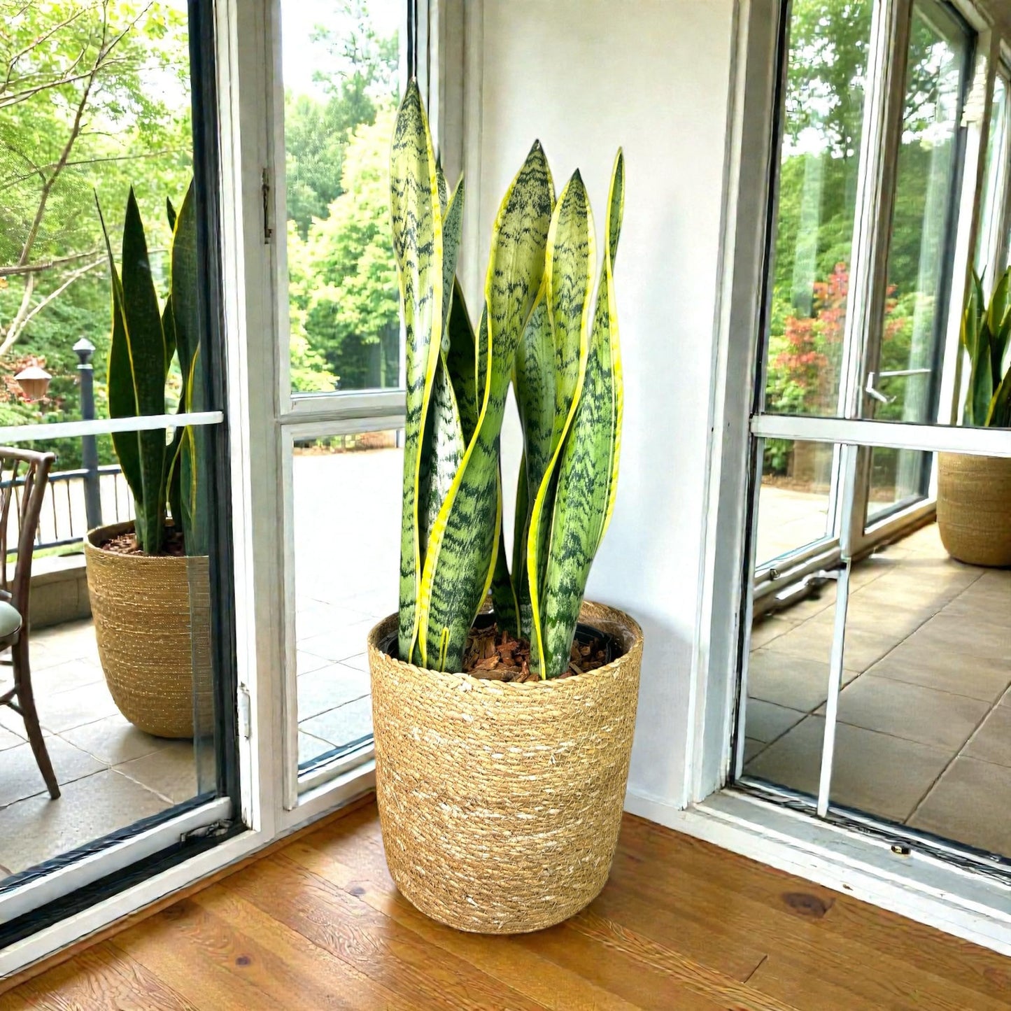 Andersen Farms Sansevieria Laurentii Live Plant Indoor/Outdoor in 10 in Grower Pot, Green, Yellow