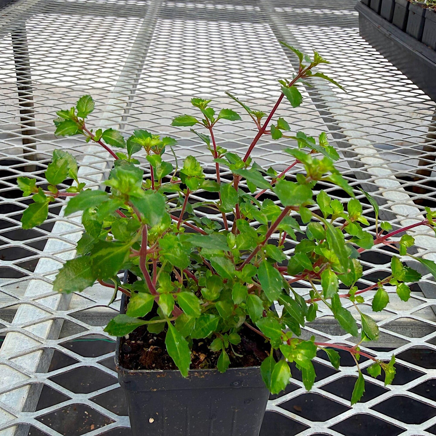 Fuchsia Lottie Hobby, Miniature Container Plant, Houseplant, Long Bloom Period and Profuse Flowering on Sun Loving Perennial for Indoors or Outdoors, Container Size: 3" (2.6x3.5)