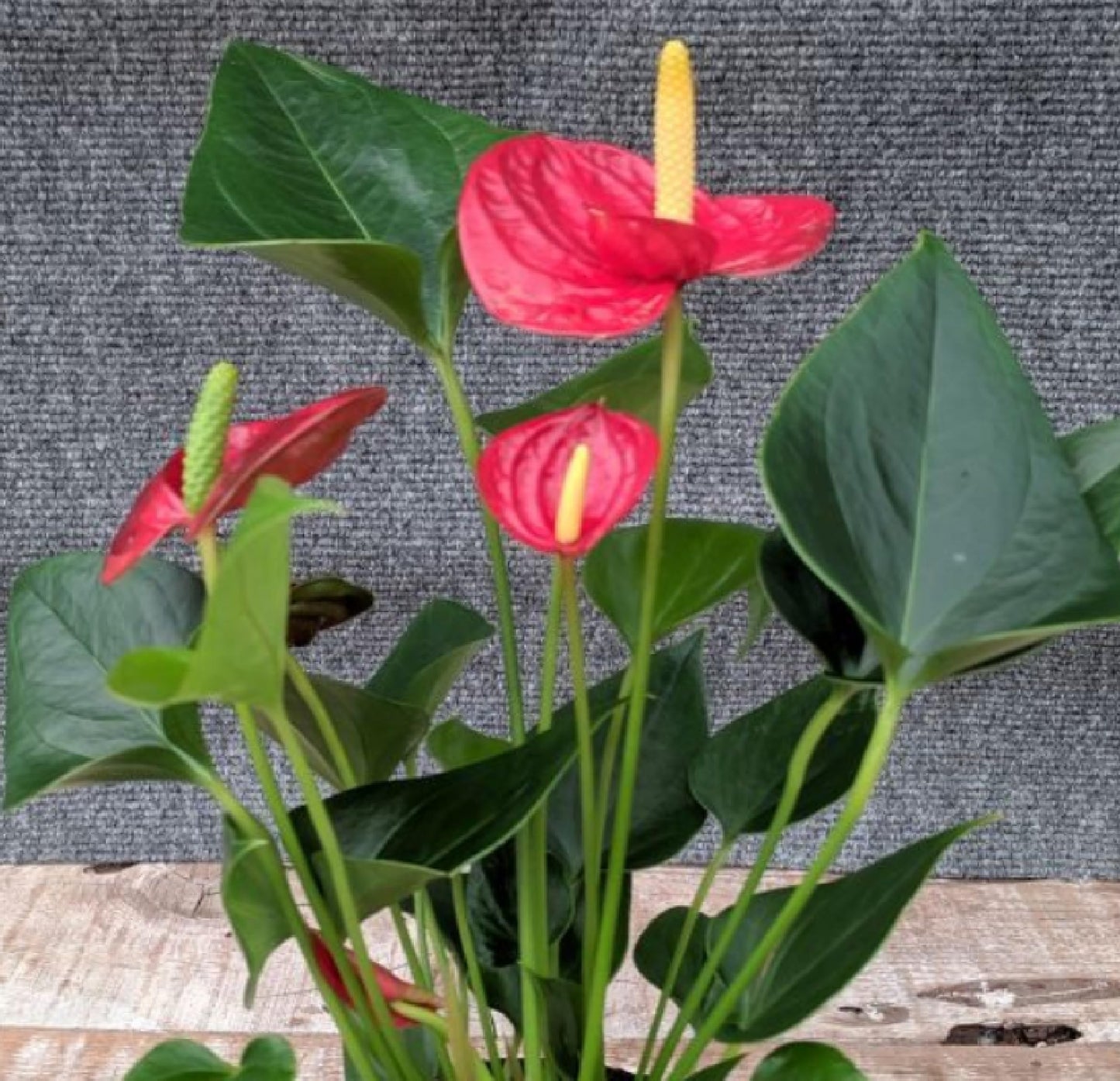 Hawaiian Red Anthurium Live Plant - Premium Big Island Heart-Shaped Blooms - 6-10" Tall Indoor Outdoor Tropical Houseplant in 2" Pot - Easy Care Flowering Plant