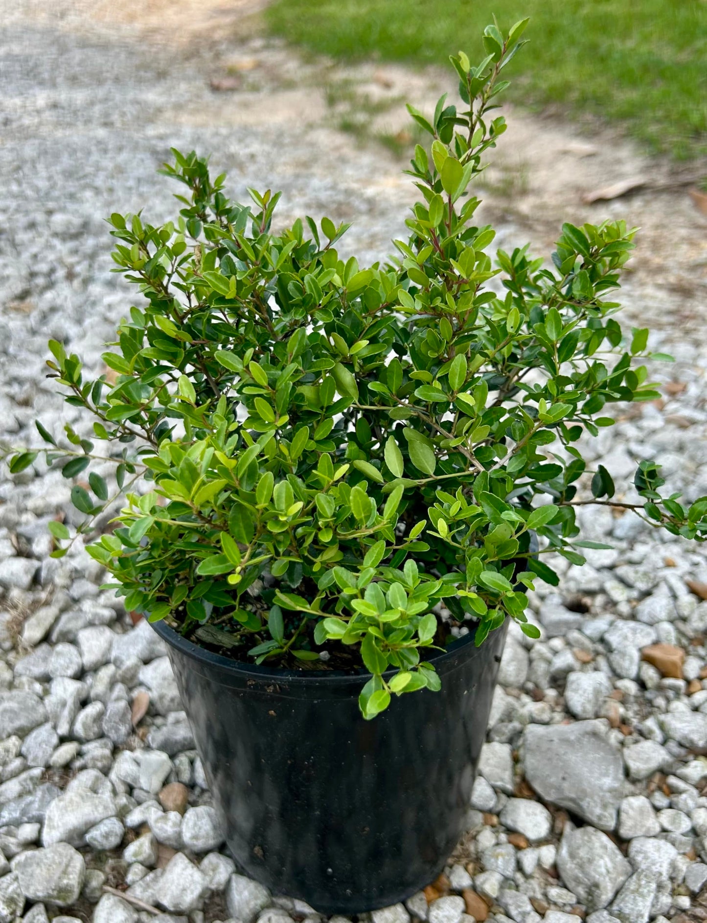 Dwarf Yaupon Holly Shrub, Live Plant, 1 Gallon Container Size, Evergreen Ornamental Bush