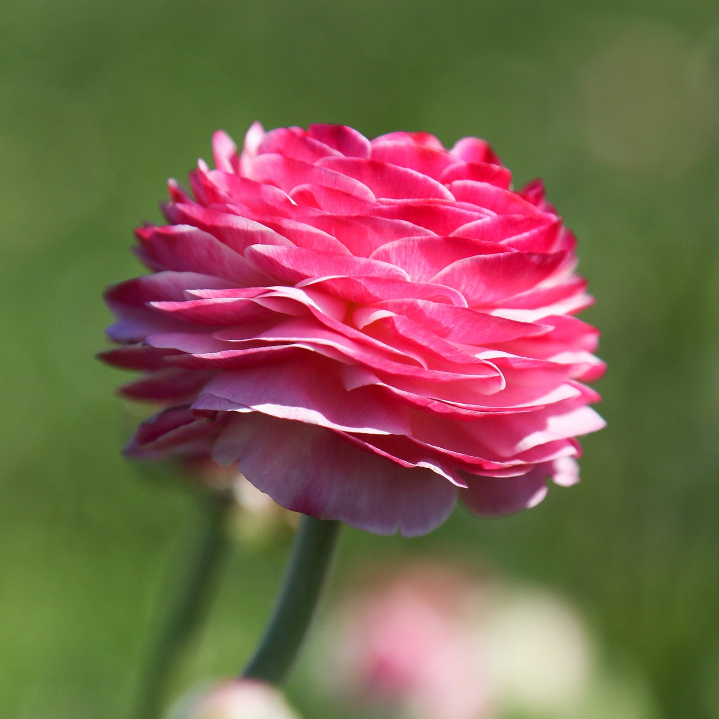 Easy to Grow Ranunculus Tecolote Pink 10 Flower Bulbs - Spring Pink Blooms in Sun, Carlsbad Flower Fields, Great for Cutting