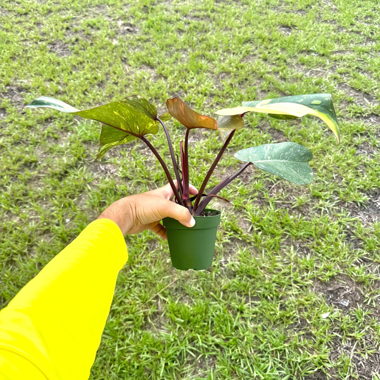 Live Philodendron Orange Princess Plant – Live 4” Variegated Indoor Aroid with Dark Green & Copper-Orange Leaves | Easy Air-Purifying Houseplant for Home or Office Decor (Heat Pack Included)