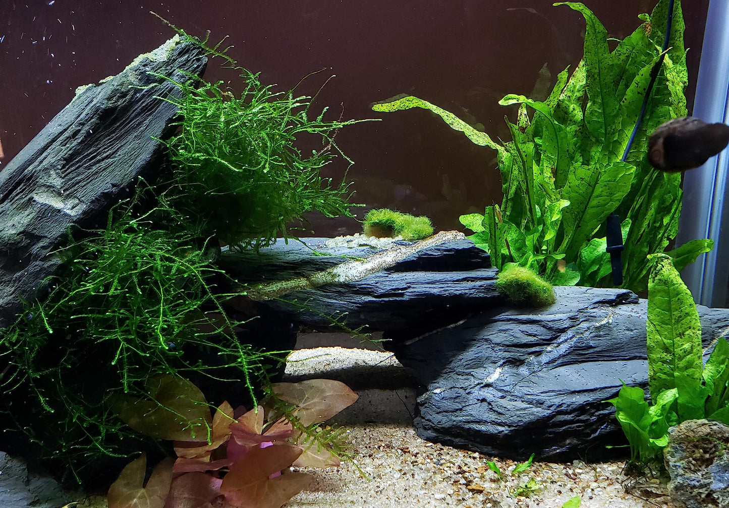 Natural Slate Stone 5 to 7 Inches - USA Sourced and Packaged for Aquascaping Aquariums, Terrariums, Paludariums, Reptile Enclosures, and Gardens (5lbs)