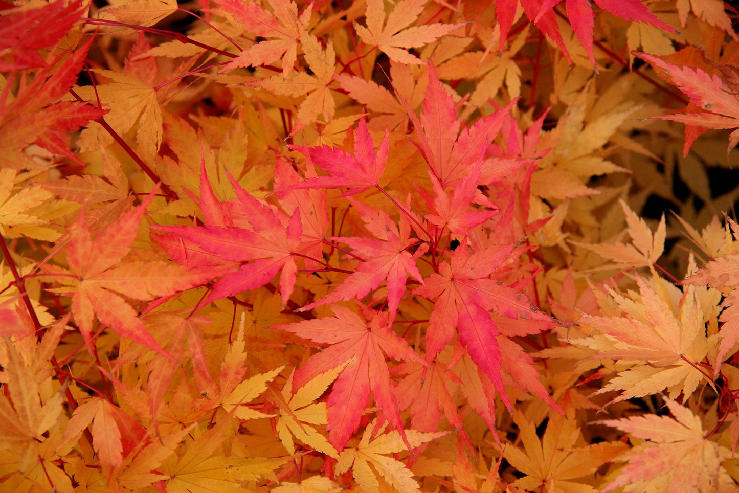 Coral Bark Japanese Maple Acer palmatum Sango Kaku 3 -Year Live Plant Brilliant Red Bark is Bright red, Year Round Beauty with a Spectacular Range of Leaf Color