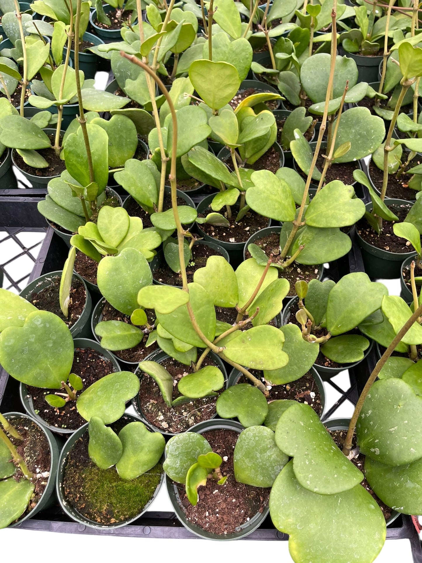 Hoya Kerrii Live Plant – Heart Leaf Hoya – 4 Inch Pot – Indoor Succulent Houseplant Easy Care