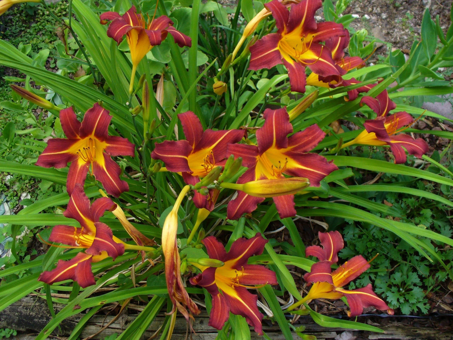 Ming Toy Daylily | 1 Live 4 Inch Pot | Hemerocallis Plants | Beautiful Low Maintenance Blooming Groundcover