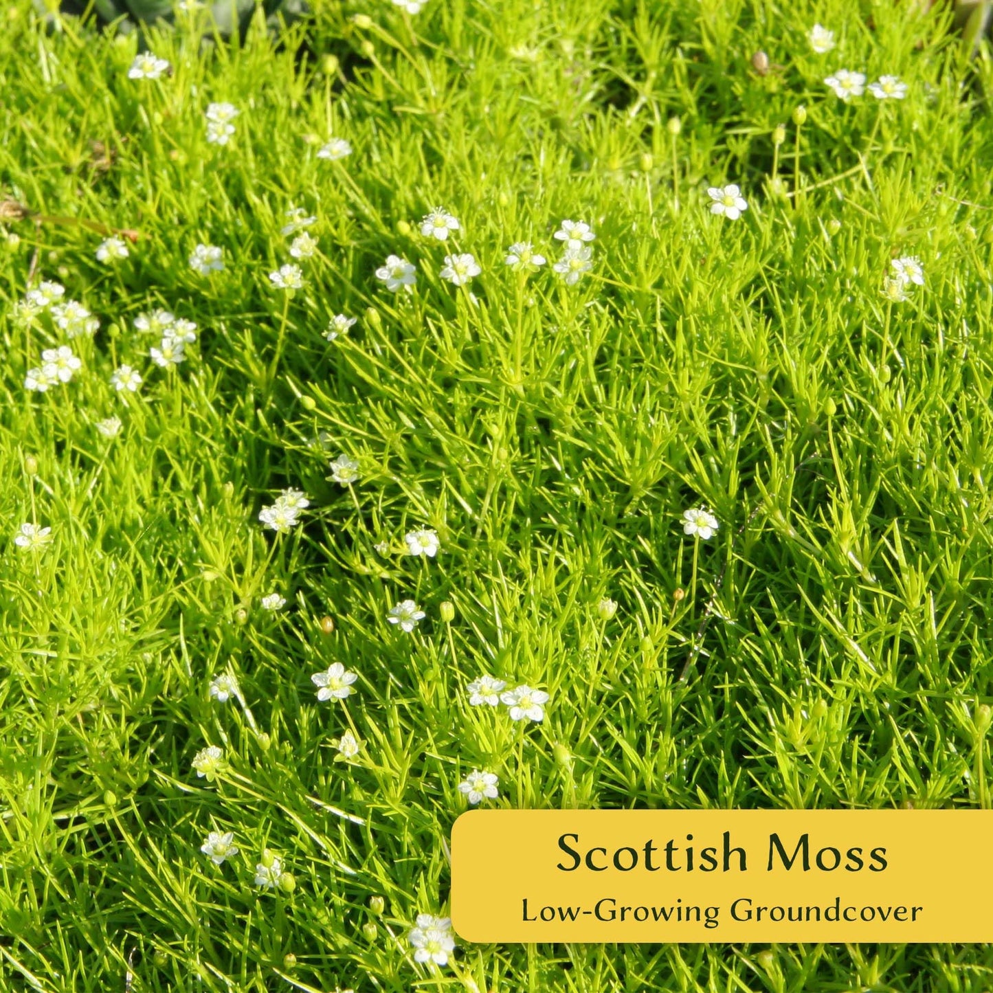 6 Scottish Moss – Soft Golden Evergreen Groundcover for Rock Gardens, Pathways & Containers (Sagina subulata ‘Aurea’) in 2.5″ Cubes, Live Plants