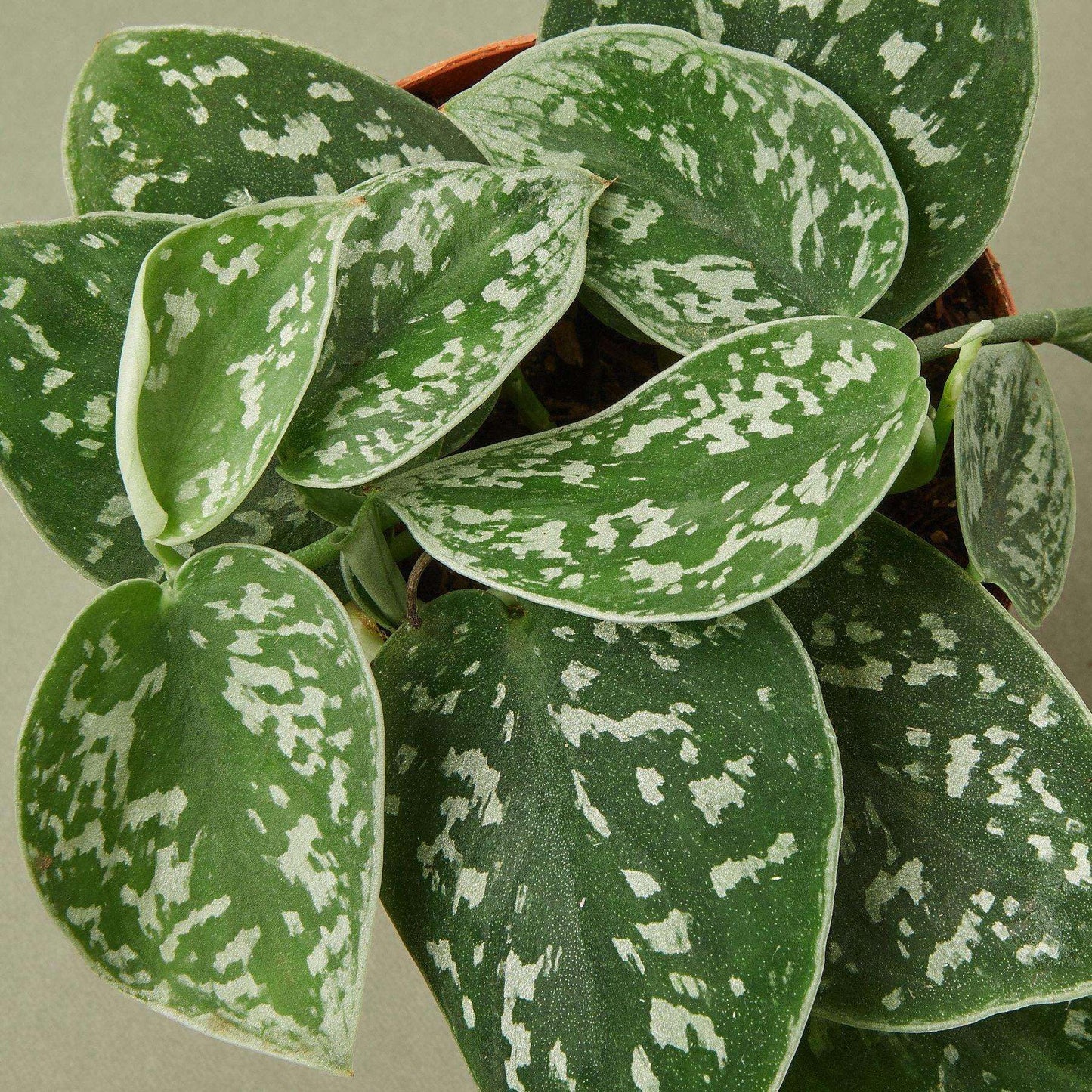 Pothos Satin Live Plant for Indoor | Different Houseplants in 4'' & 6'' Pot | Real House Plant for Living Room, Office, Desk & Bathroom | Silver Vine | Scindapsus Ictus Argyraeus