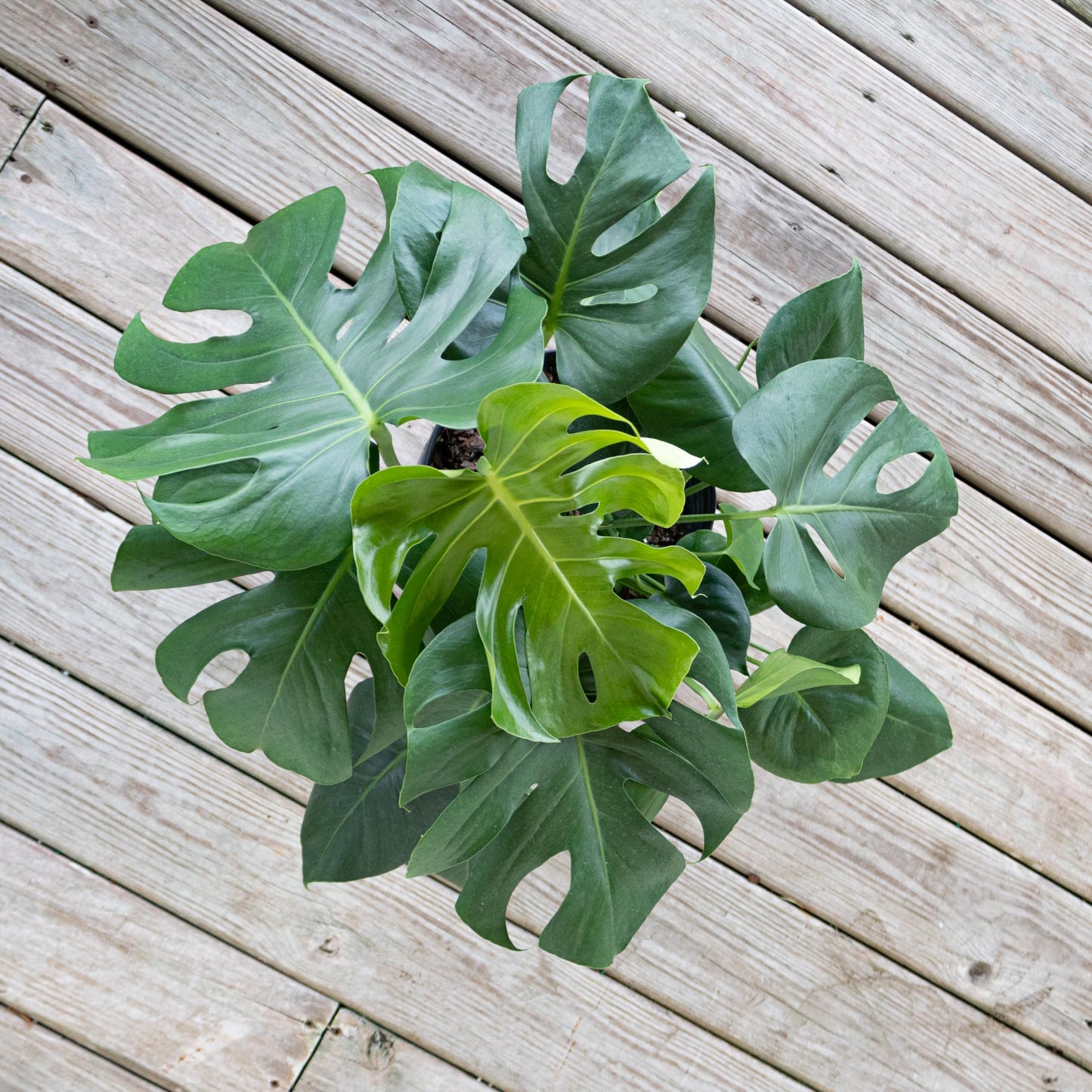 United Nursery Monstera Deliciosa Bundle 2-Pack Large 30-36 inches Tall Live Indoor Swiss Cheese Plants 10 inche Plants Pots, Air Purifying Tropical Floor Plants for Home and Office Decor