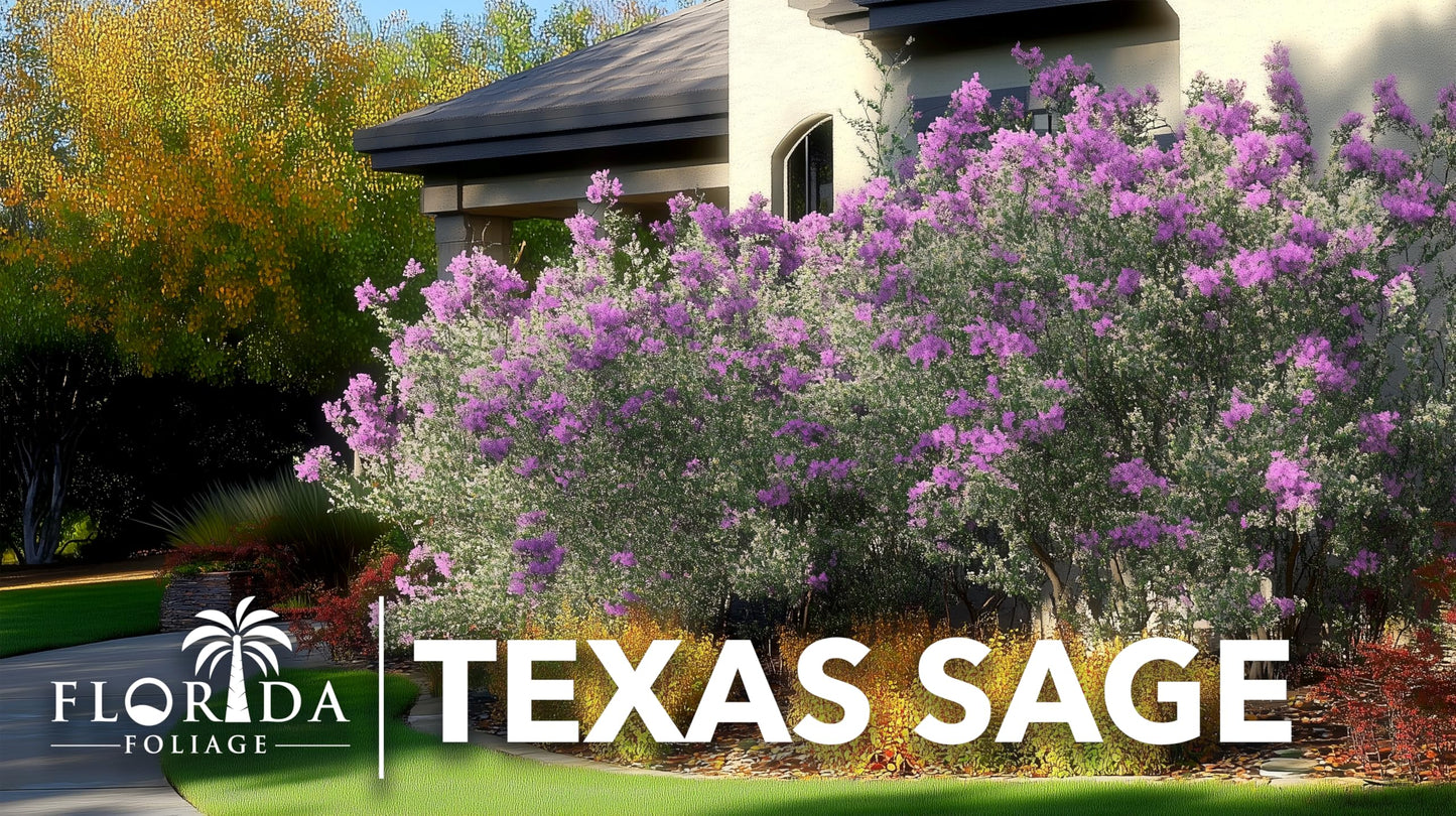 Texas Sage | 1 Extra Large Trade 3 Gallon Plant | Leucophyllum frutescens | Drought Tolerant | Low Maintenance Landscaping