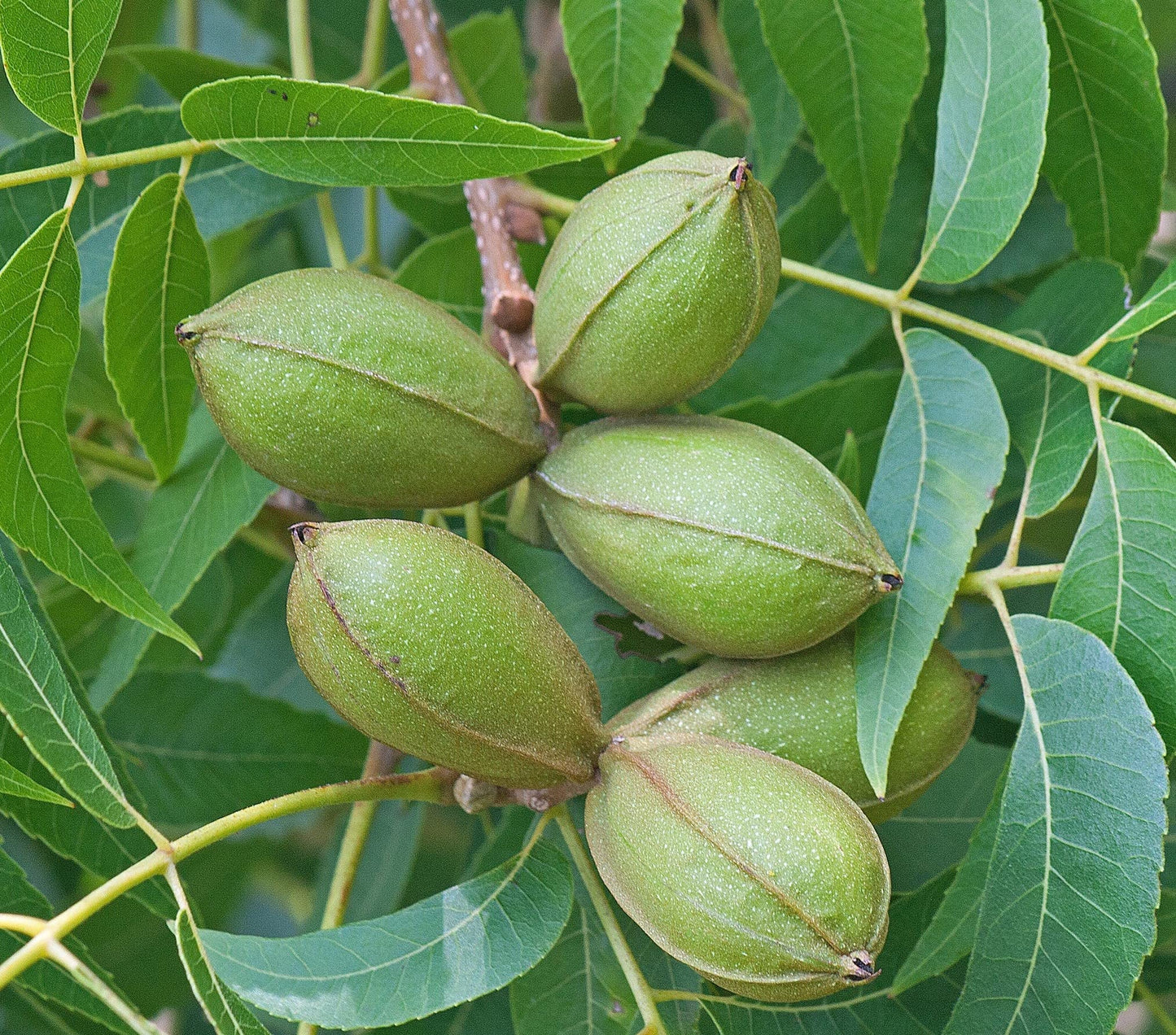 Hardy Pecan Tree - Produces Nuts - Live Plant Shipped 1 Foot Tall by DAS Farms