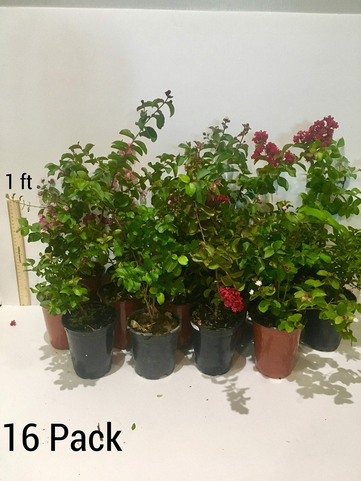 Sioux Crepe Myrtle Trees - Pink Blooms - Quart Containers - FIBROUS Root System - Grown by Crape Myrtle Guy - Live Plants - 1 Foot Tall (9)