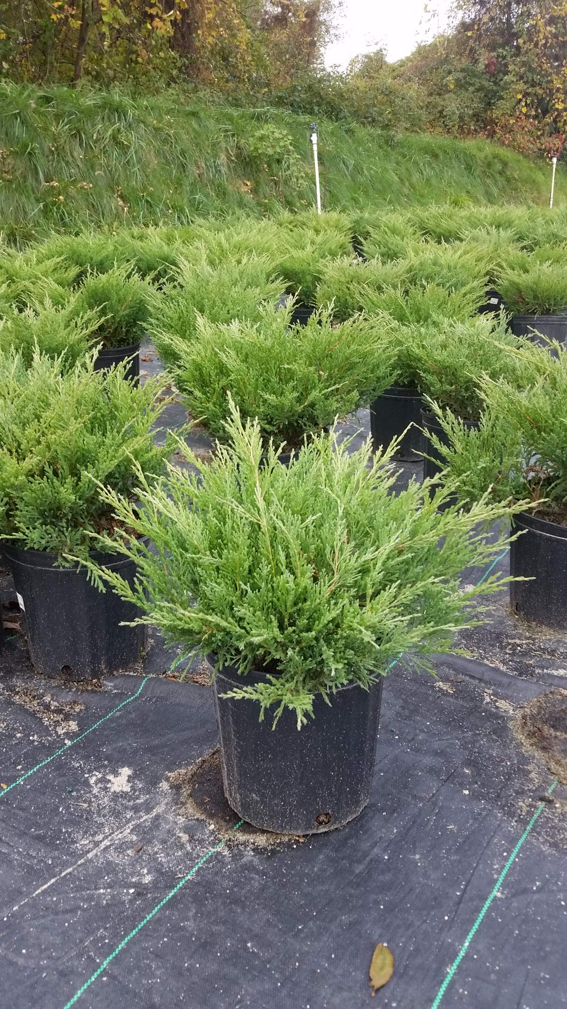 Compact Andorra Juniper, green leafed evergreen in 2 Gallon pot - Juniper Horizontalis plumosa compacta 'Youngstown'