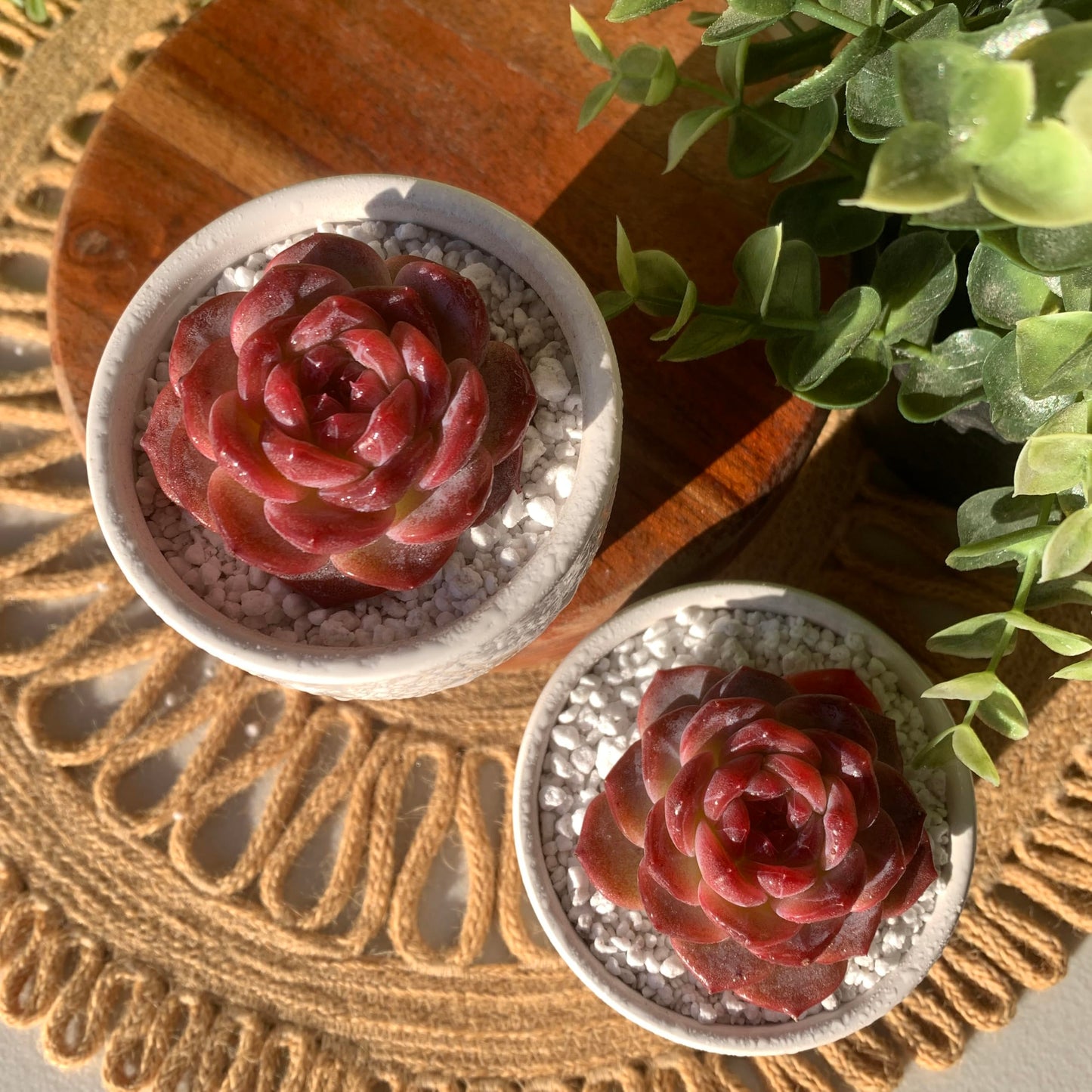 FWPP Live Succulents Plants Echeveria Snow Lotus 2 inches,Rare red Succulents Bare Root Without Pot Soil, Live Plants Indoor Office Decoration Wedding and Gift