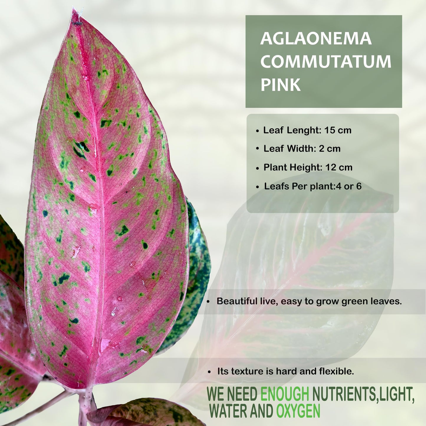 LEAL PLANTS ECUADOR Live Aglaonema Commutatum Pink Plant (Chinese Evergreen) – Vibrant Pink & Green Foliage – Low Light Tolerant Potted Houseplant for Indoor Gardening