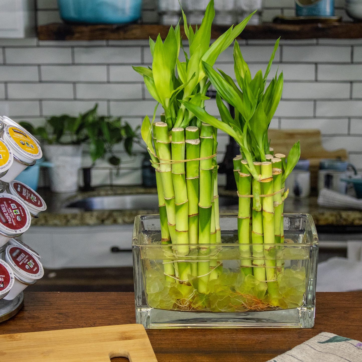 NW Wholesaler - Live Indoor Lucky Bamboo 6 Inch Bundle of 10 Stalks - Live Indoor Houseplants for Home Decor, Floral Arrangements, and Feng Shui - Good Luck Plant