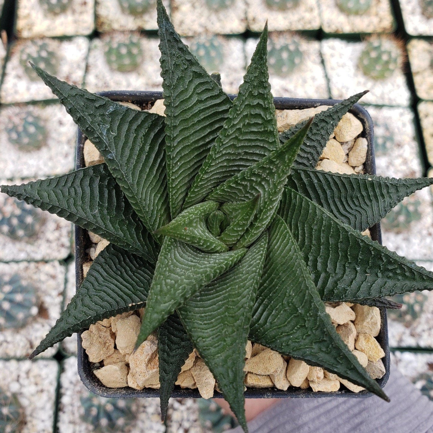 Haworthia limifolia spiralis Cacti Cactus Succulent Real Live Plant
