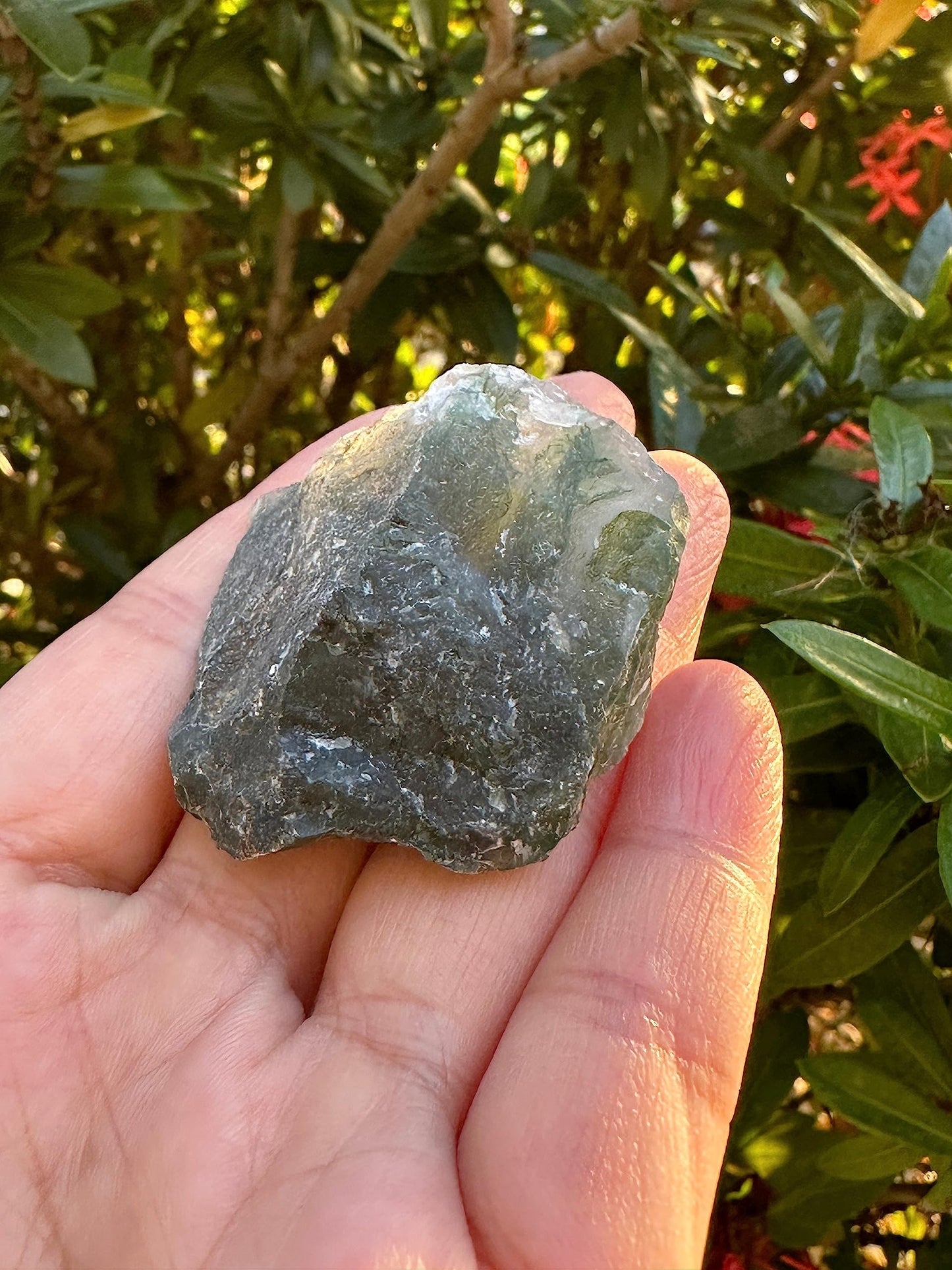 1 Pound Raw Tree Agate - Natural Tree Agate Stone, Natural Rough Tree Agate, Tree Agate Rough, Tree Agate Rocks (Tree Agate)