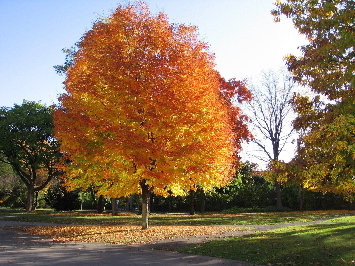 Sugar Maple Shade Tree - Orange and Yellow Fall Color- Live Plant Shipped 2 to 3 Feet Tall by DAS Farms