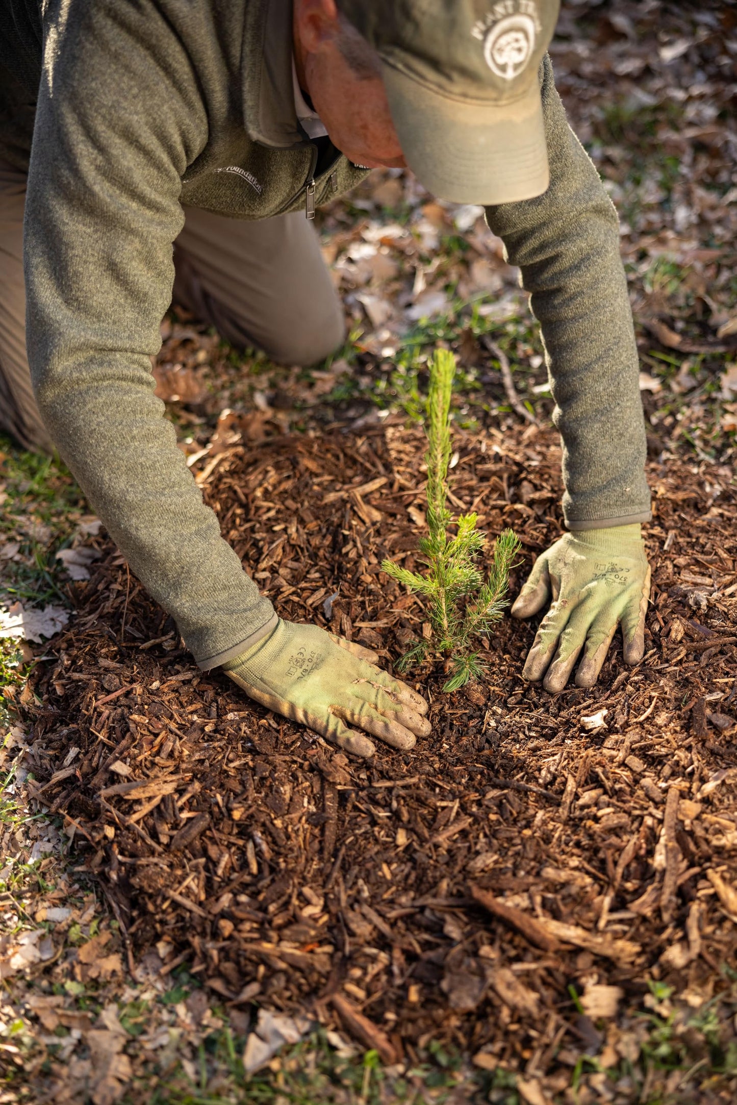 Norway Spruce Jumbo Tree Seedling Plug | 12"-18" | Arbor Day Foundation (1-Pack)