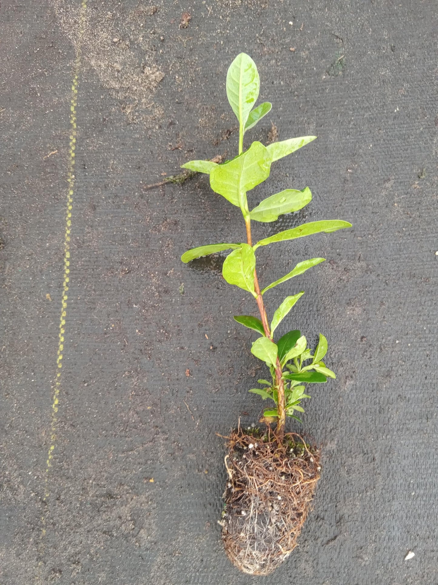 1 Pineapple Guava Live Starter Plant - Feijoa Sellowiana 4 to 6 inch | Evergreen Shrub with Edible Flowers and Fruit