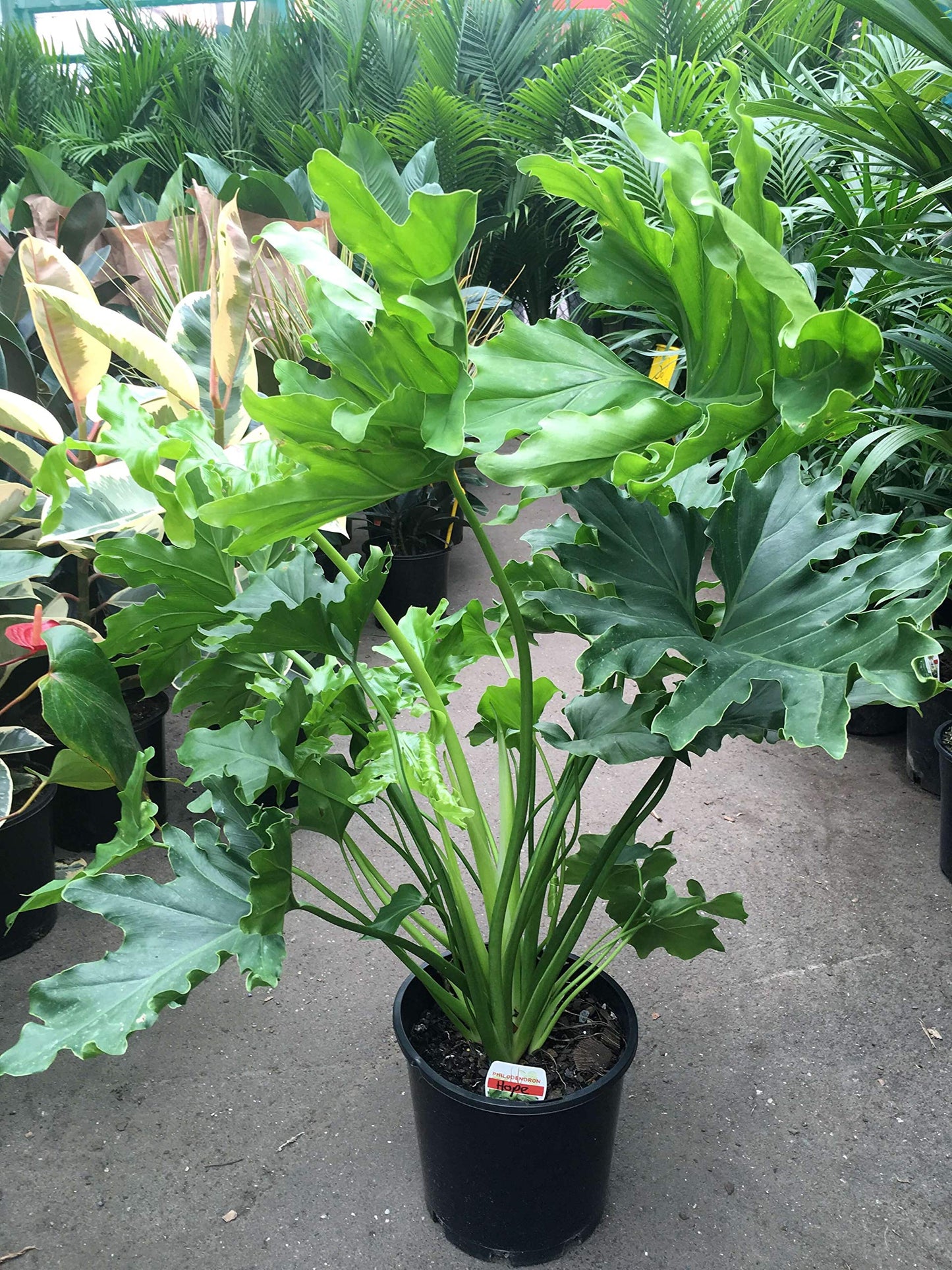 Split Leaf Philodendron - Live Plant in a 3 Gallon Growers Pot - Philodendron Selloum - Slow Growing Evergreen Indoor or Outdoor Houseplant