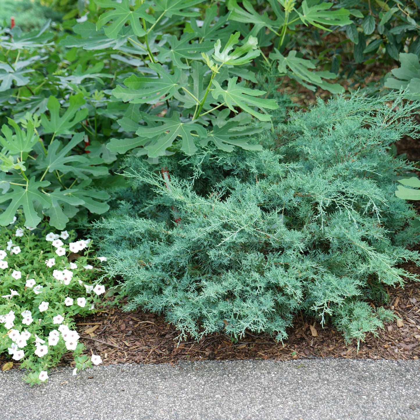 Proven Winners Montana Moss Juniper (Juniperus chinensis) Live Plant, 4.5" Qt