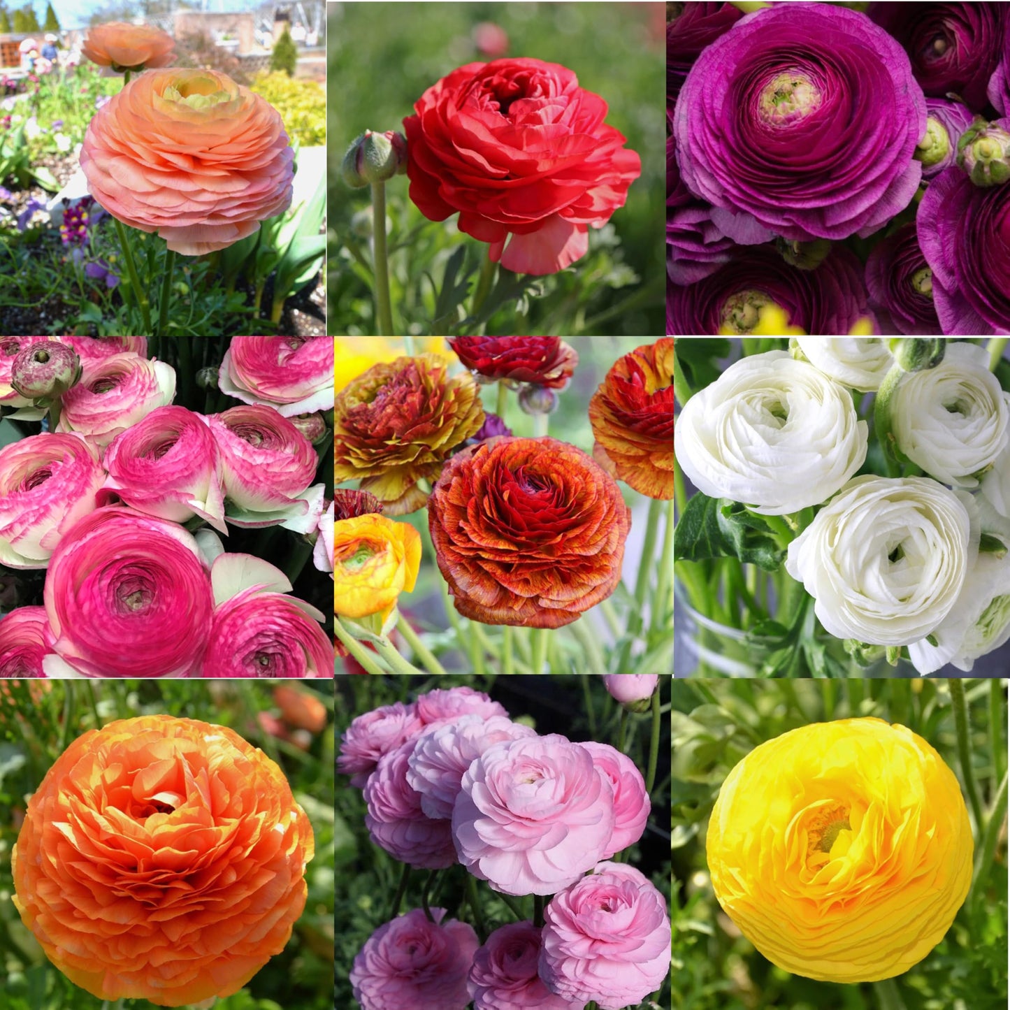 10pcs French Peony Persian Buttercup Mixed Ranunculus Bulbs Largest Double Flower Corms Spring Bloom