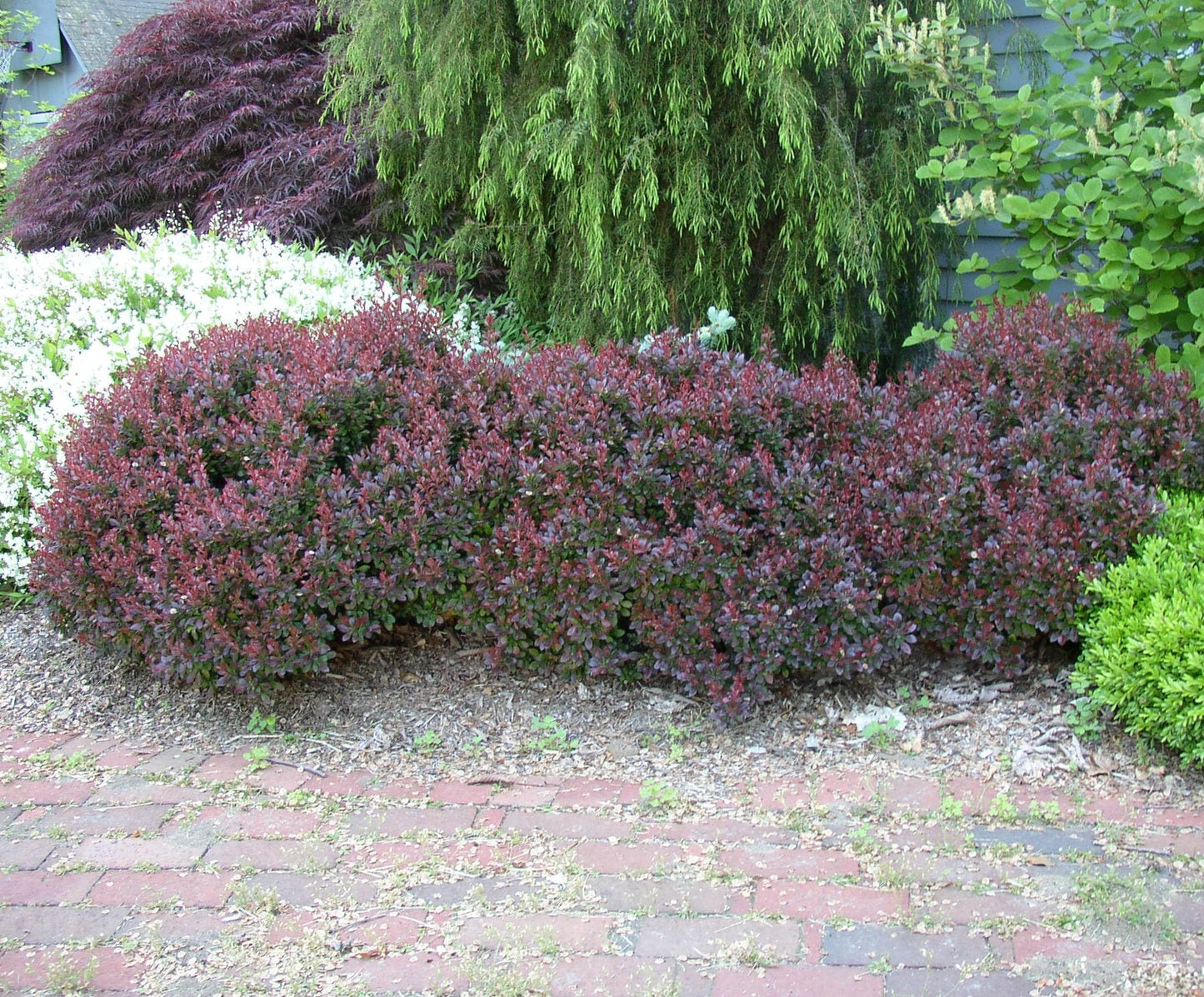 Crimson Pygmy Dwarf Barberry - Live Plant - (1 QT)