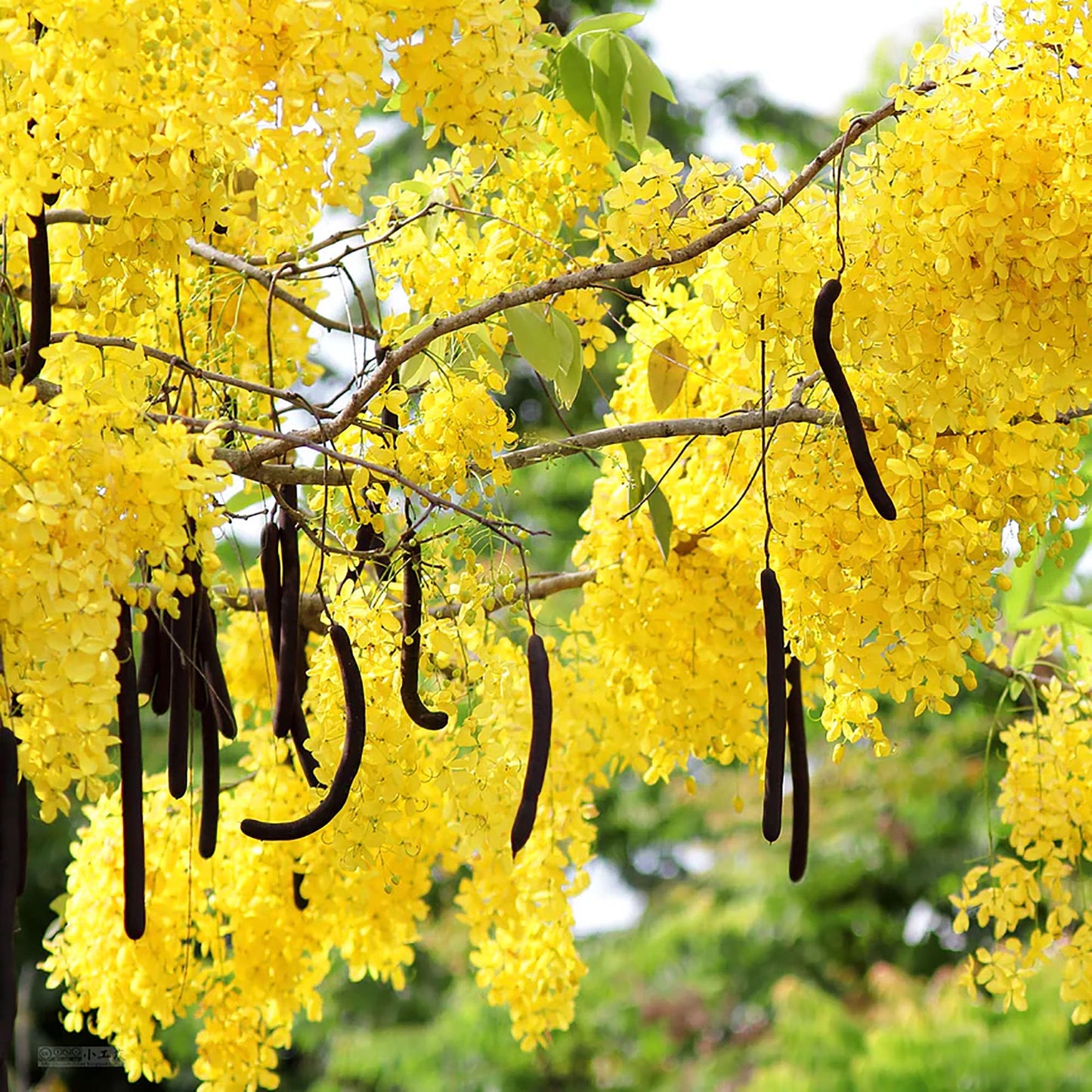 QAUZUY GARDEN 15 Golden Shower Seeds, Purging Cassia, Indian Laburnum, Pudding-Pipe Tree, Gold Rush Yellow Cassia Fistula Flower - Attract Pollinators - Showy Tree Accent