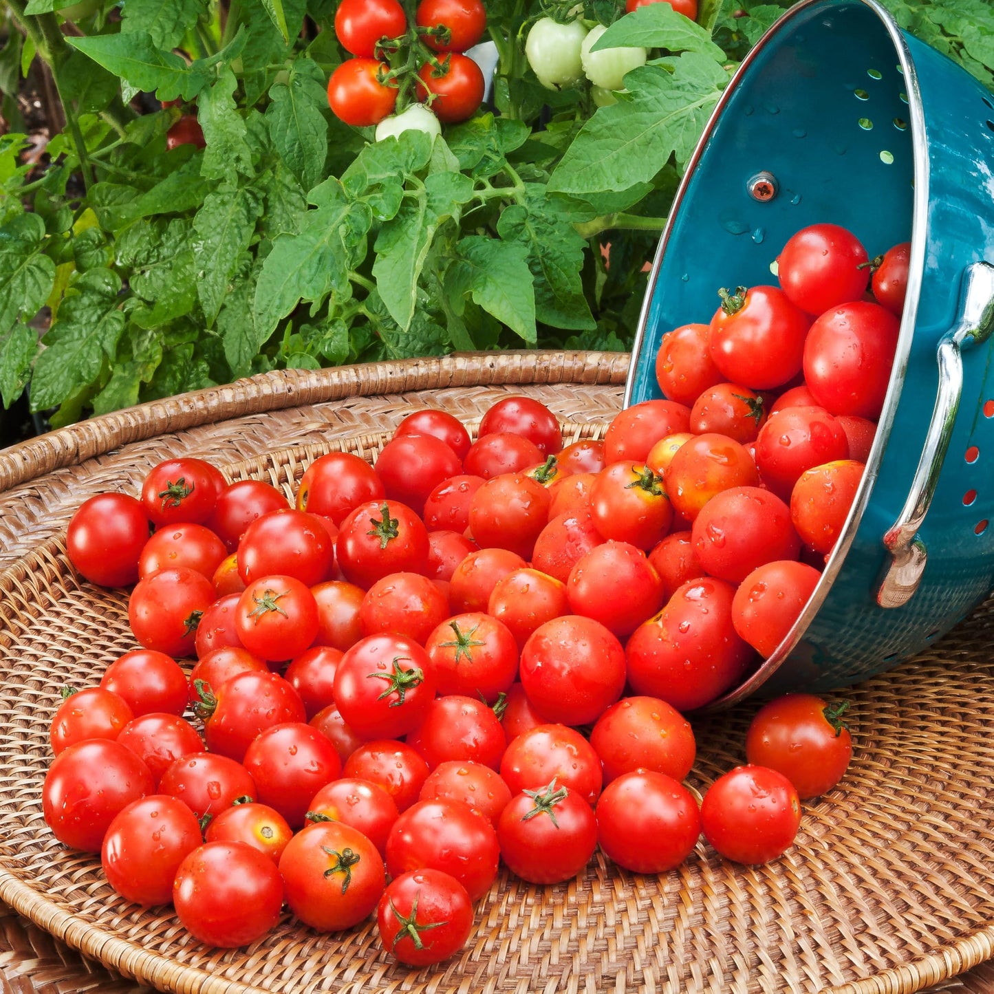 Bonnie Plants Husky Red Cherry Tomato Plugs, Live Plants, Ideal for Containers, Raised Beds, and In-Ground Gardens, Sweet Cherry Tomato Good for Fresh Eating and Cooking, 3 Cubic in., 6-Pack