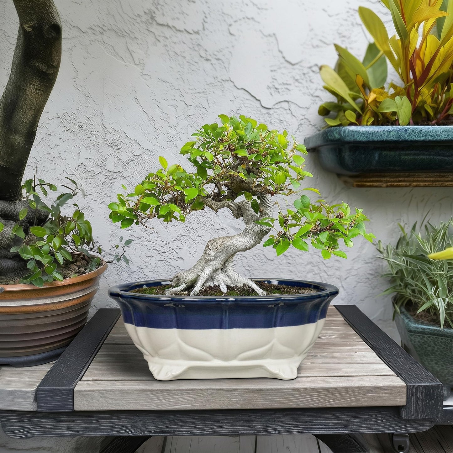 Teagas 11 Inch Succulent Planters - Ceramic Bonsai Pots with Drainage Hole, Bonsai Planter for Indoor Outdoor Plants, Large Shallow Planter, Patio Garden Decor, Gifts for Plant Lover, Oval Beige-Blue