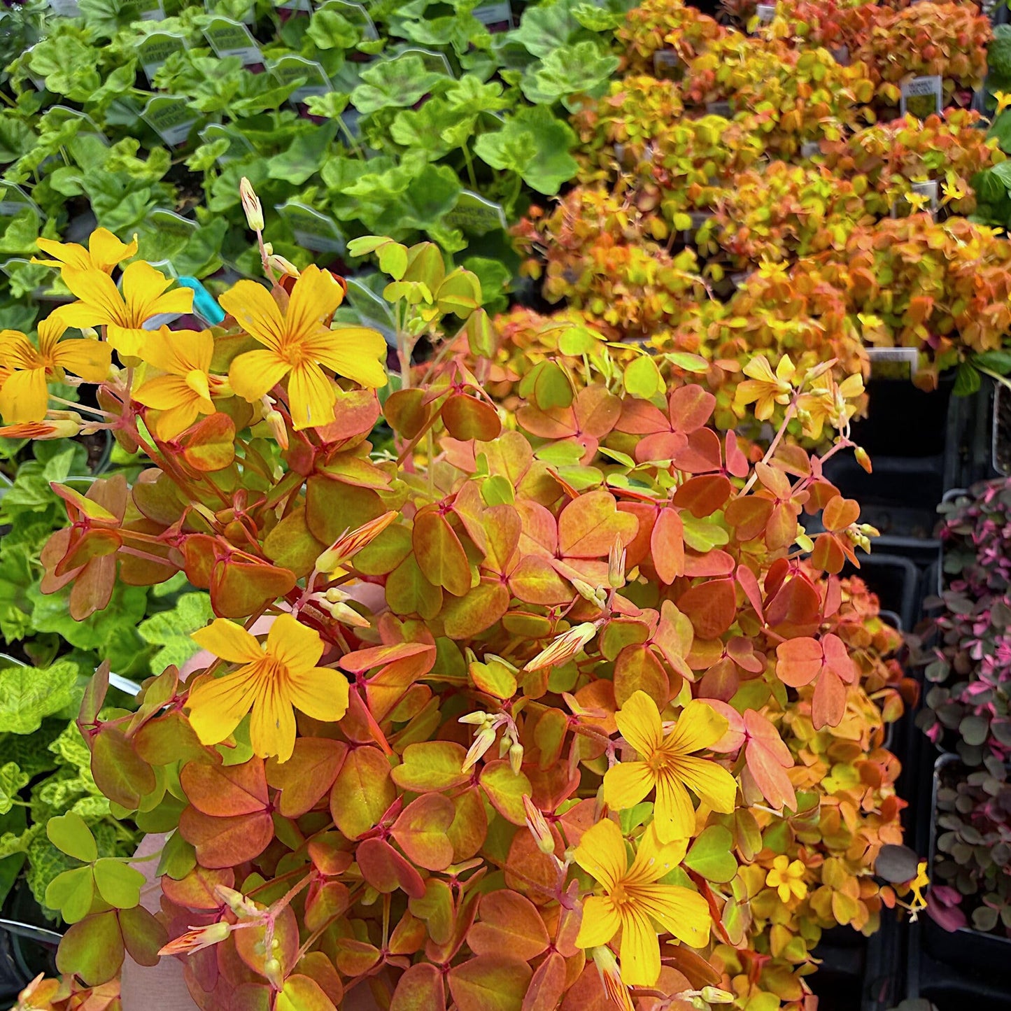 Oxalis spiralis ‘Aurea’, Amber Plum Crazy, Golden/Amber Oxalis, Amber Shamrock, Non-Invasive Wood Sorrel, Perennial or Houseplant, Container Size: 3" (2.6x3.5)
